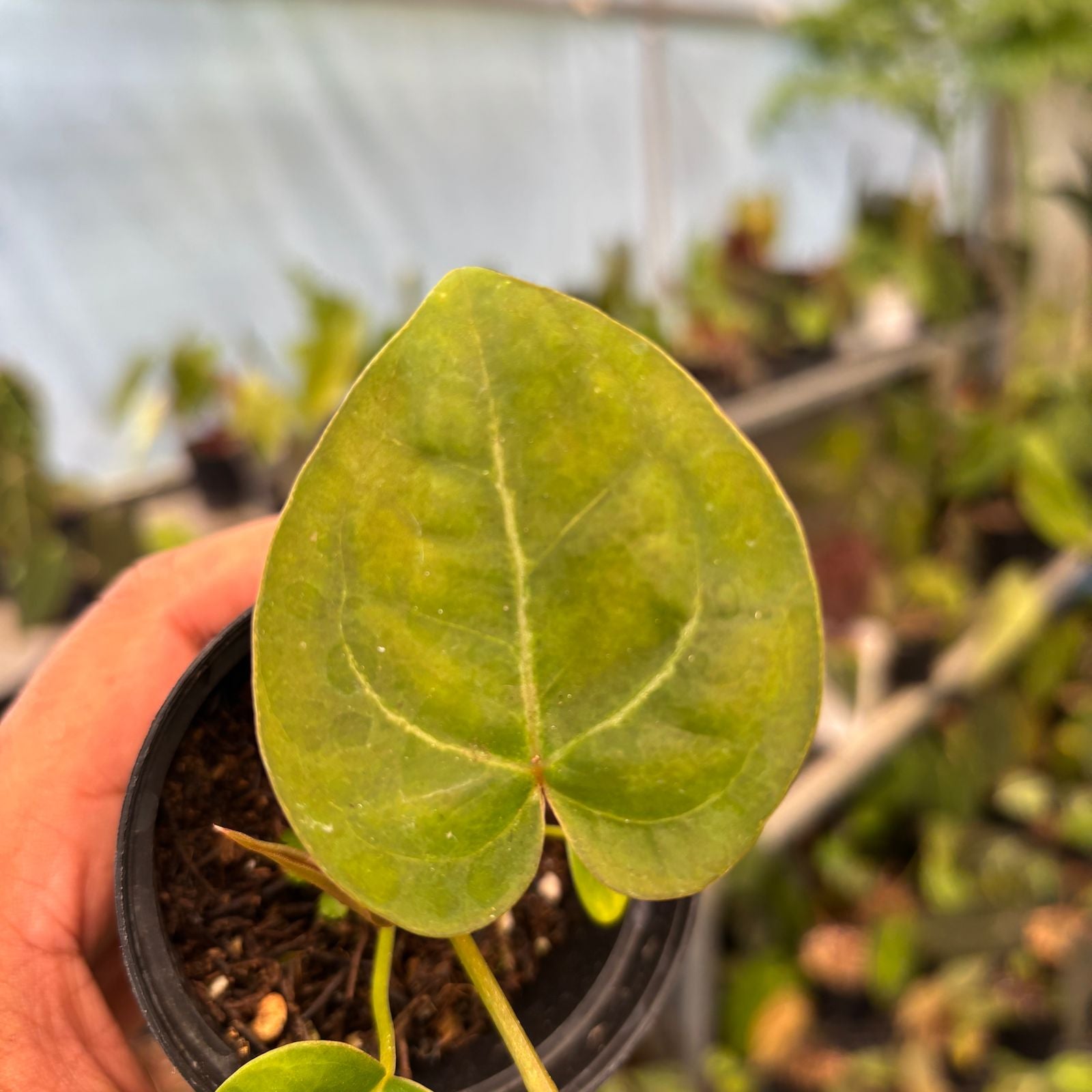 RP80-9 Anthurium Papillilaminum Pink Variegated x Twilight Armor