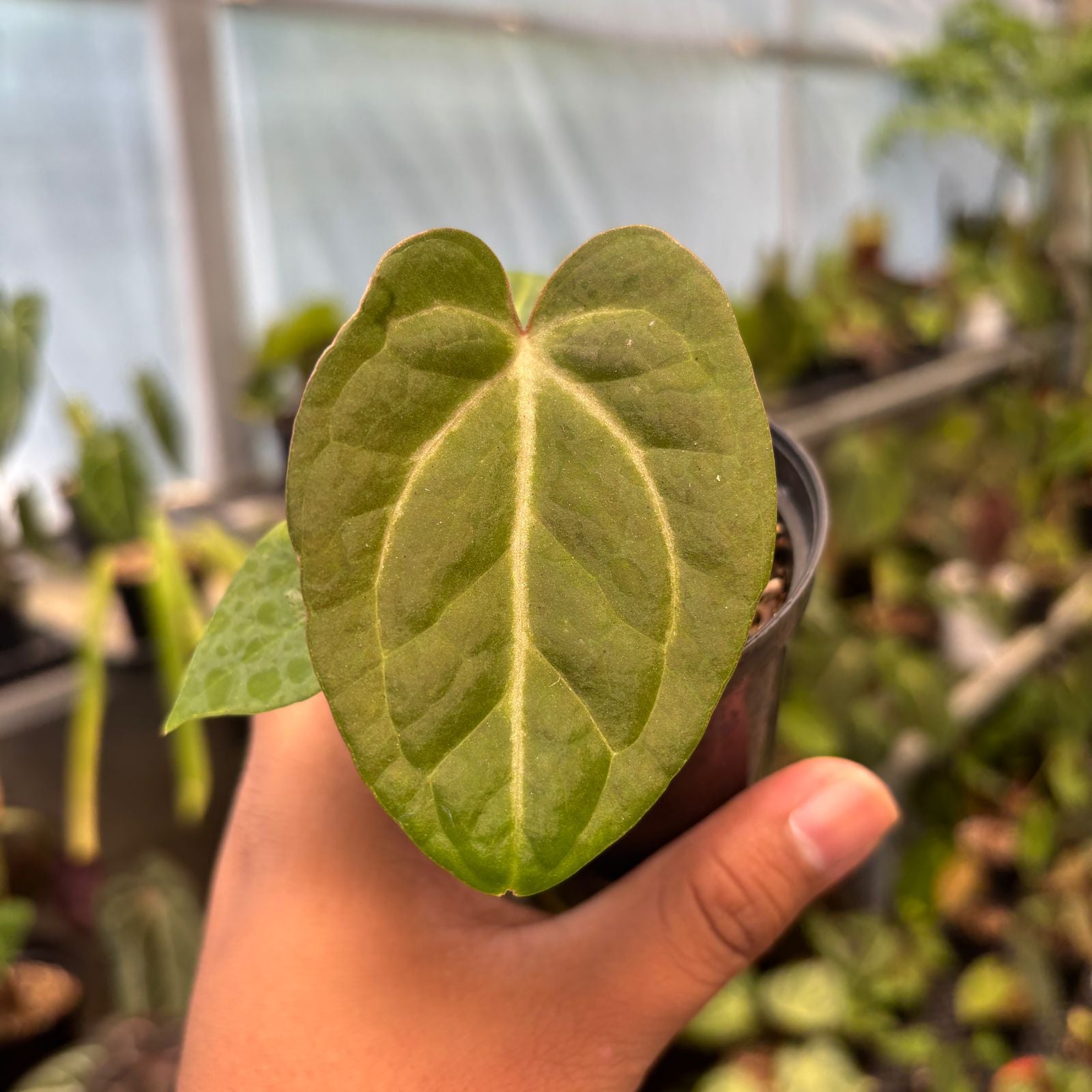 RP82-9 Anthurium Papillilaminum Pink Variegated x Black Muscle
