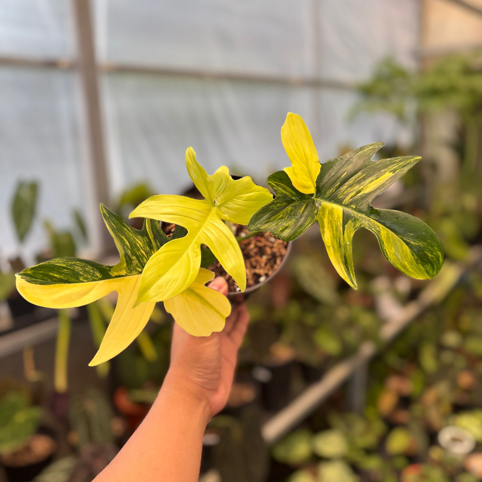 RP83-9 Philodendron Pedatum Variegated