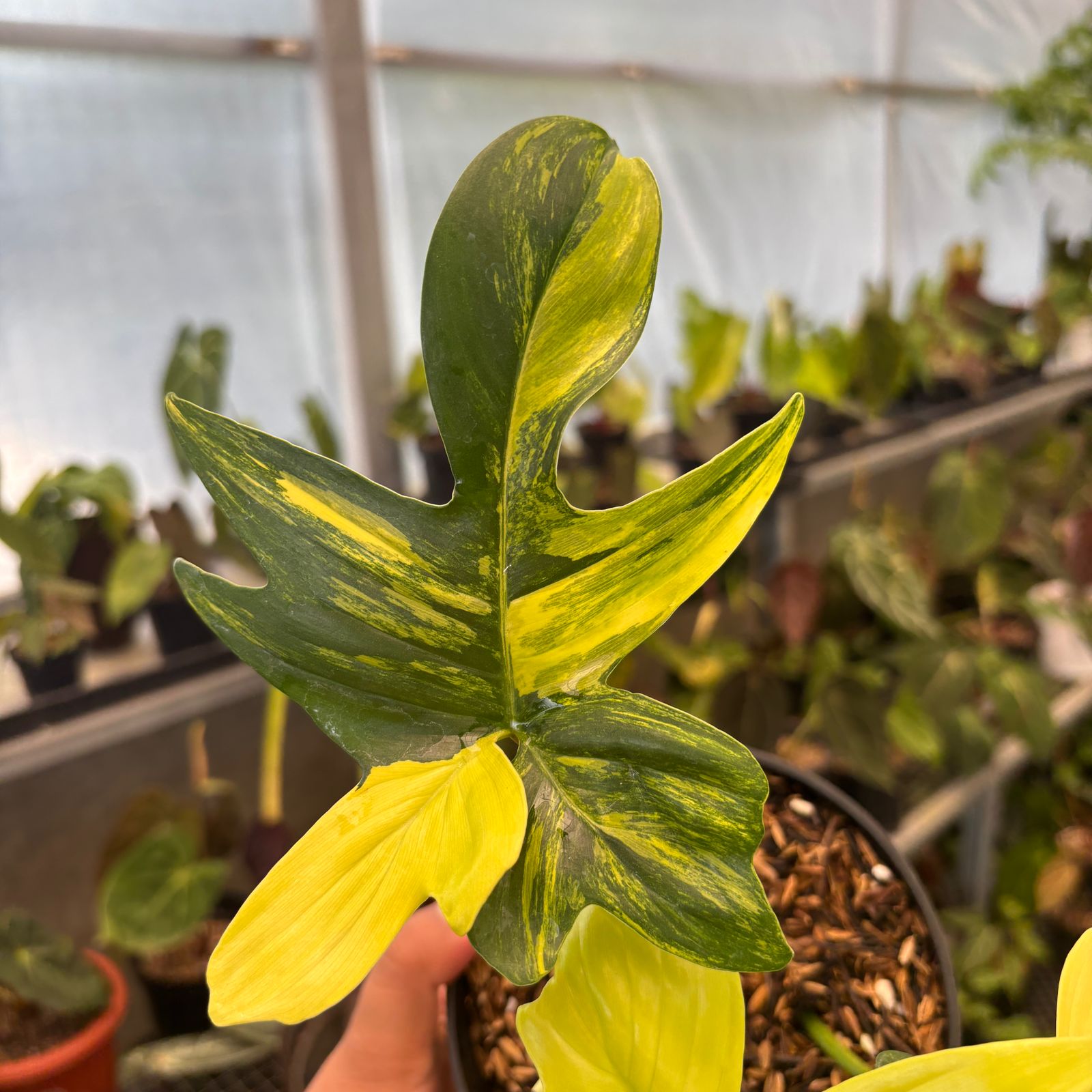 RP83-9 Philodendron Pedatum Variegated