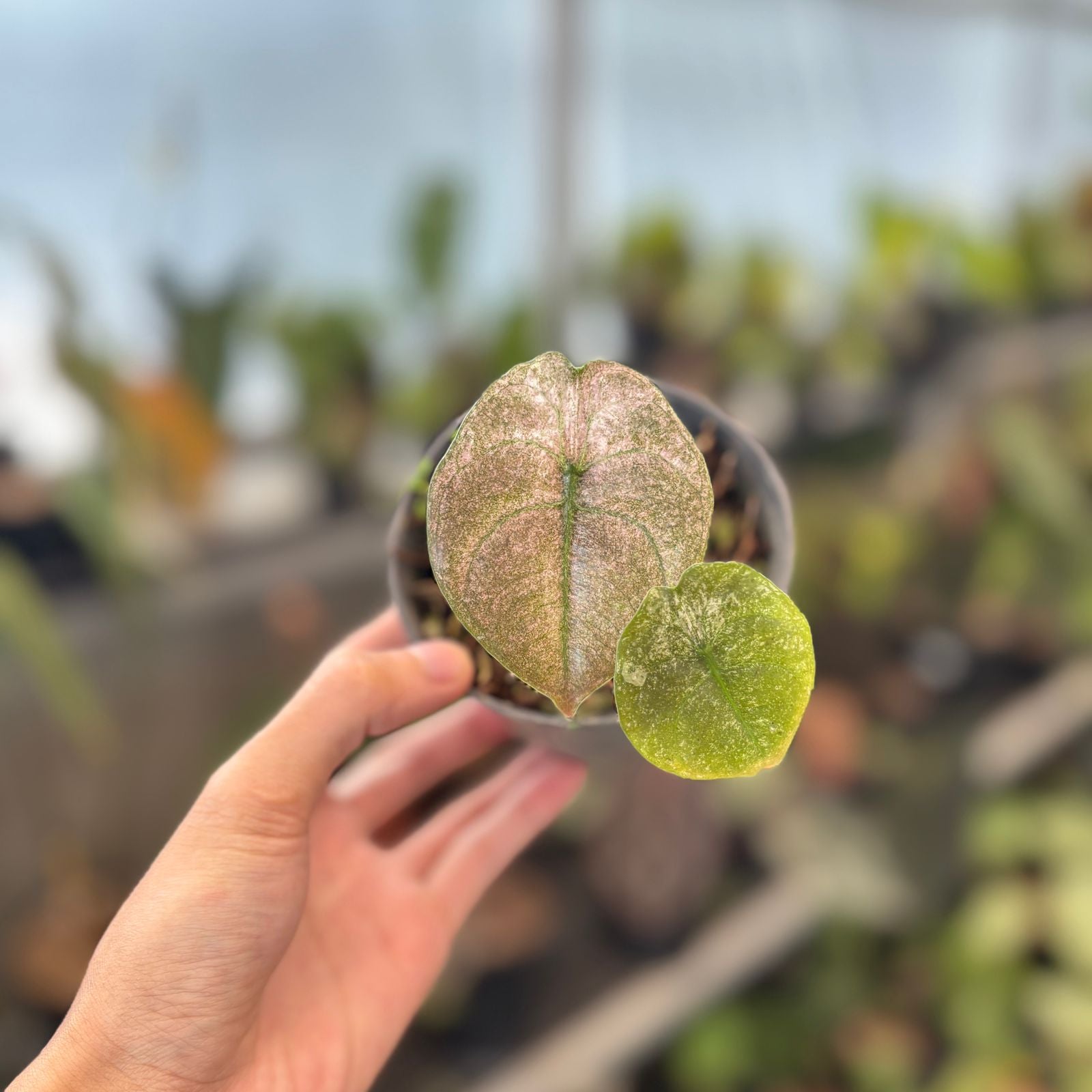 RP86-9 Alocasia Cuprea Pink Mint Variegated