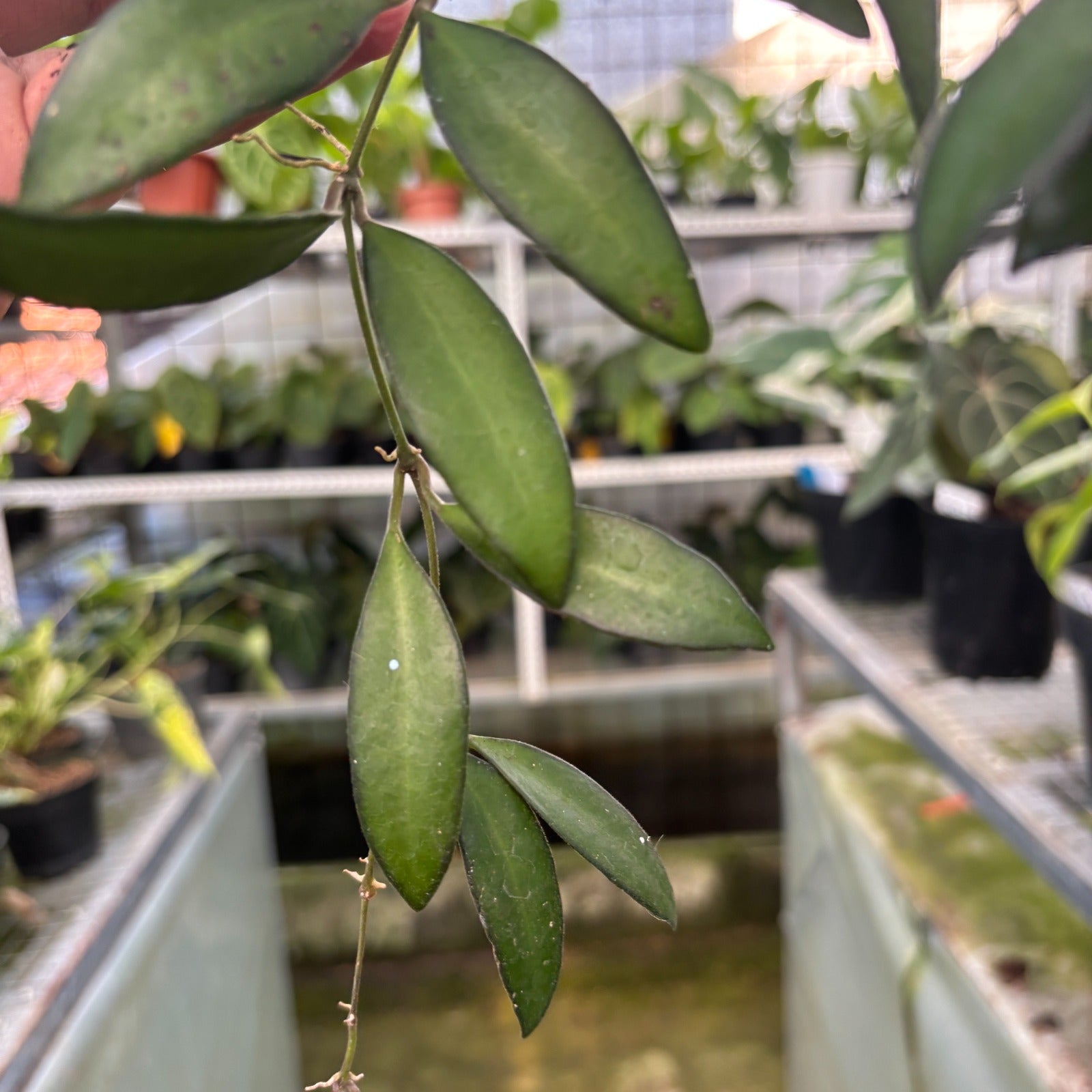 RP113-9 Hoya Rosita