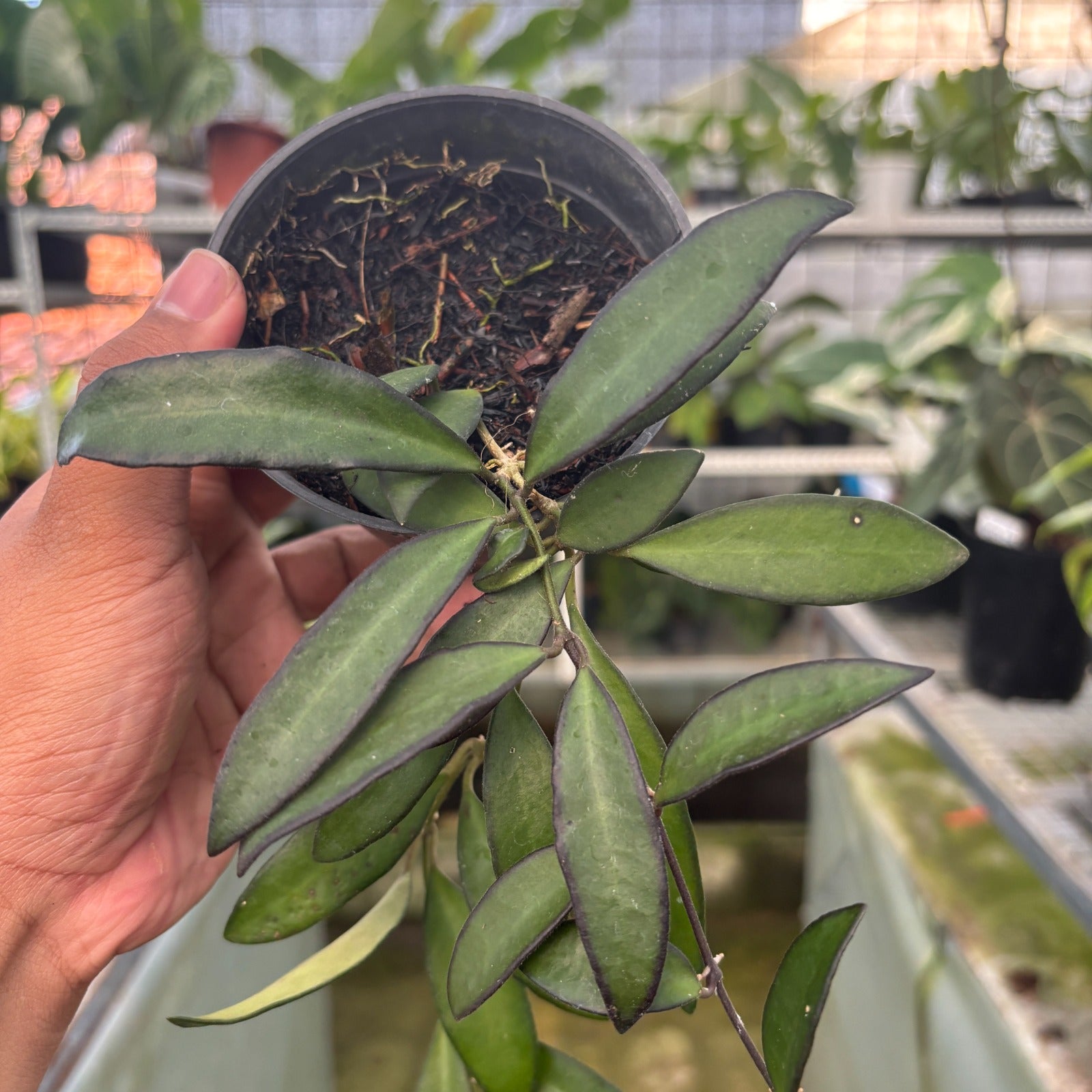 RP113-9 Hoya Rosita
