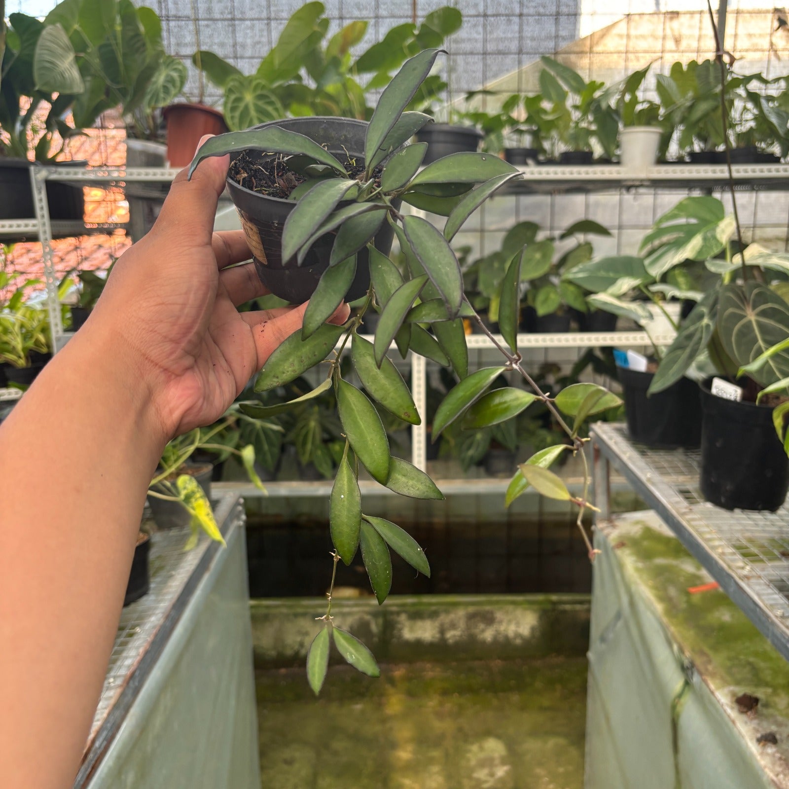 RP113-9 Hoya Rosita