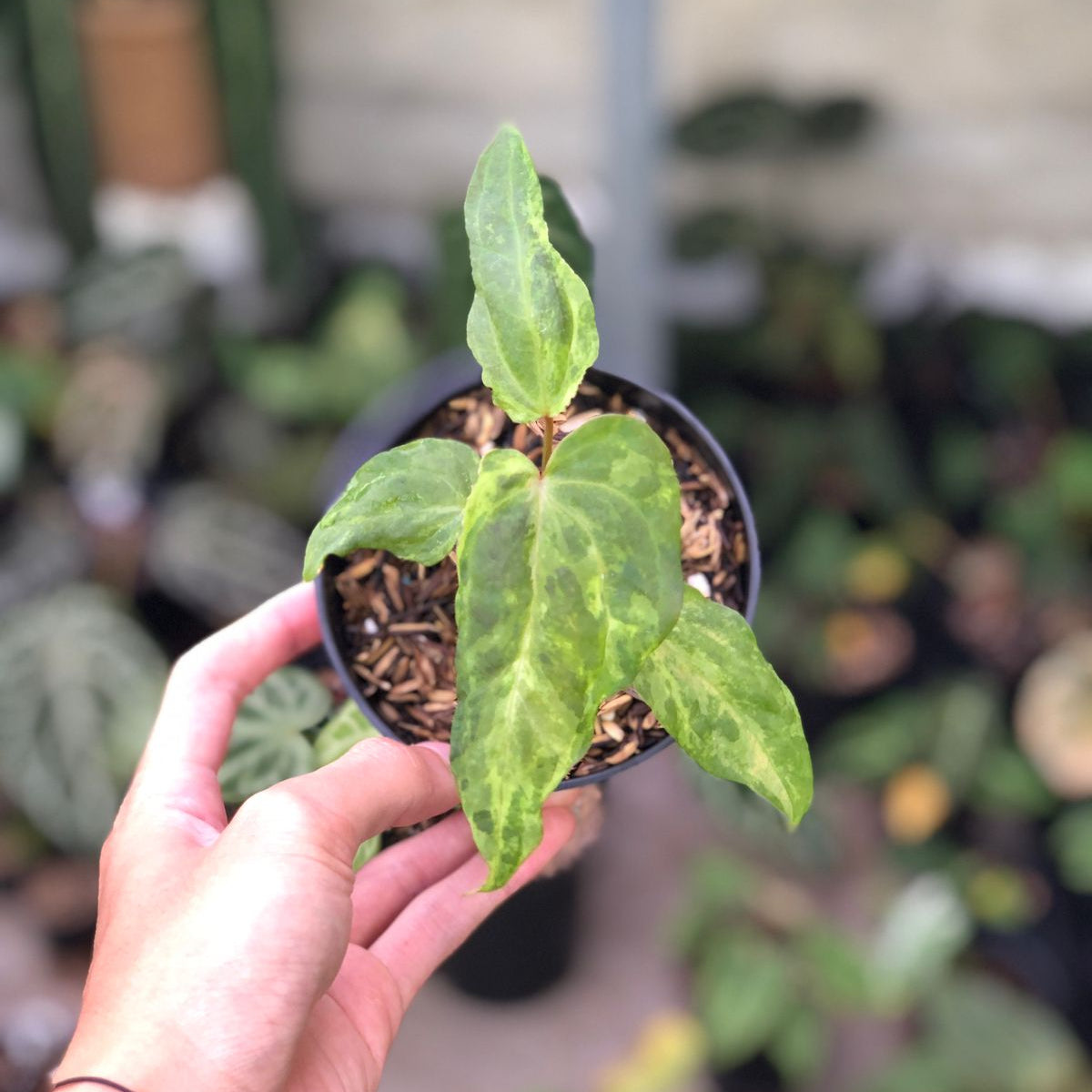anthurium forgetti for sale Anthurium Portilae indo x Forgetti Variegated