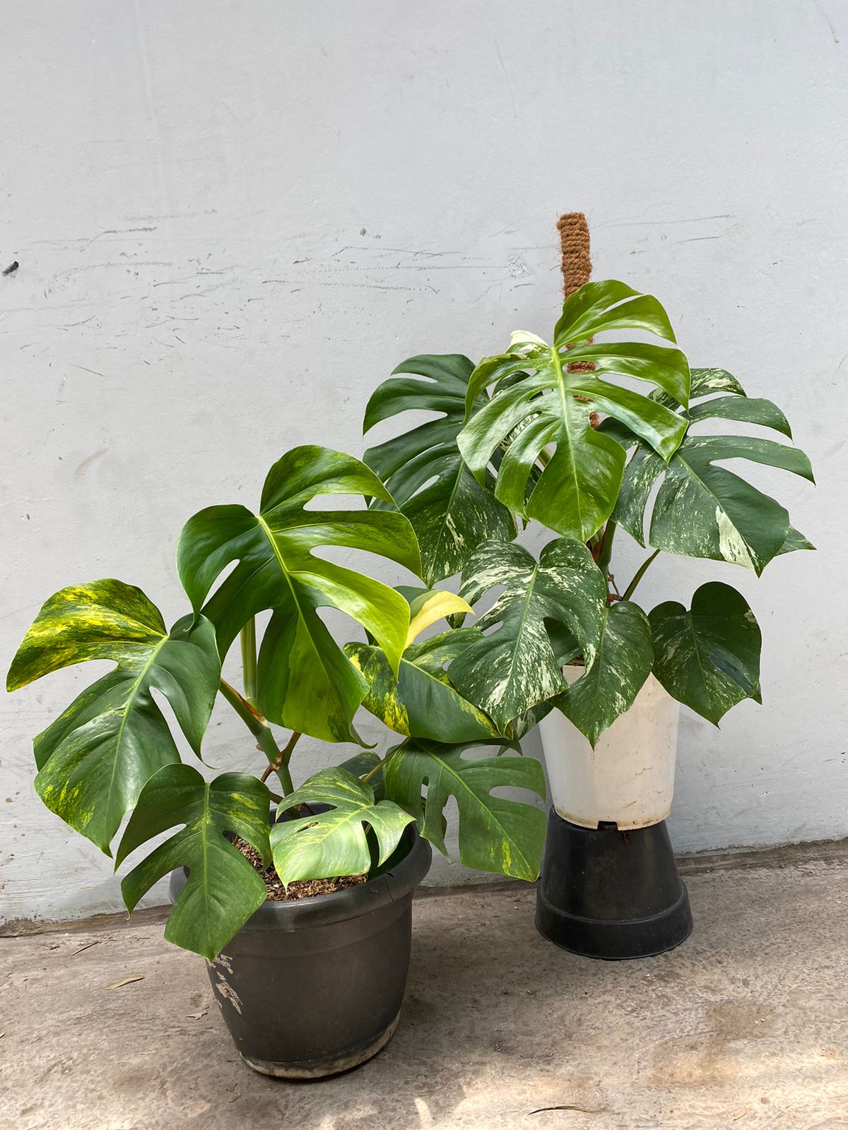 RP45-10	Monstera Marmorata variegated & Monstera Albo Variegated Lush