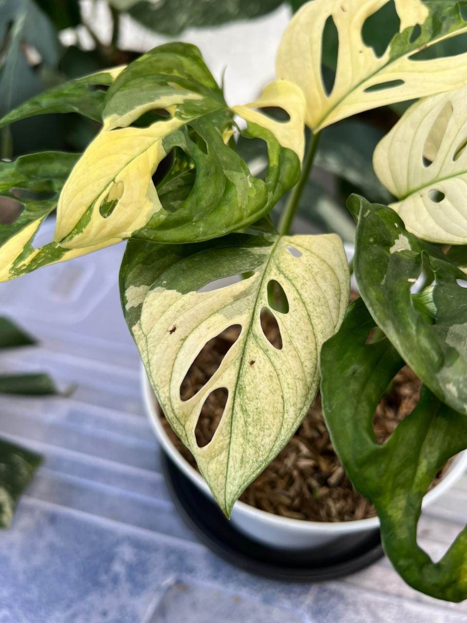 RP54-2 Monstera Adansonii Mint