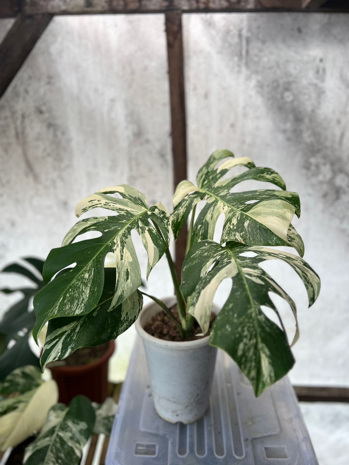 RP83-5 Monstera Albo Variegated