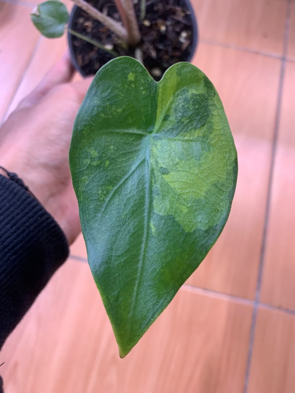 RP104-6 Alocasia Flemingiana Variegated