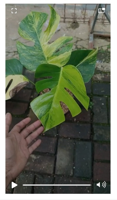 Monstera yellow variegated "Marmorata" (Realpict Jose 1)