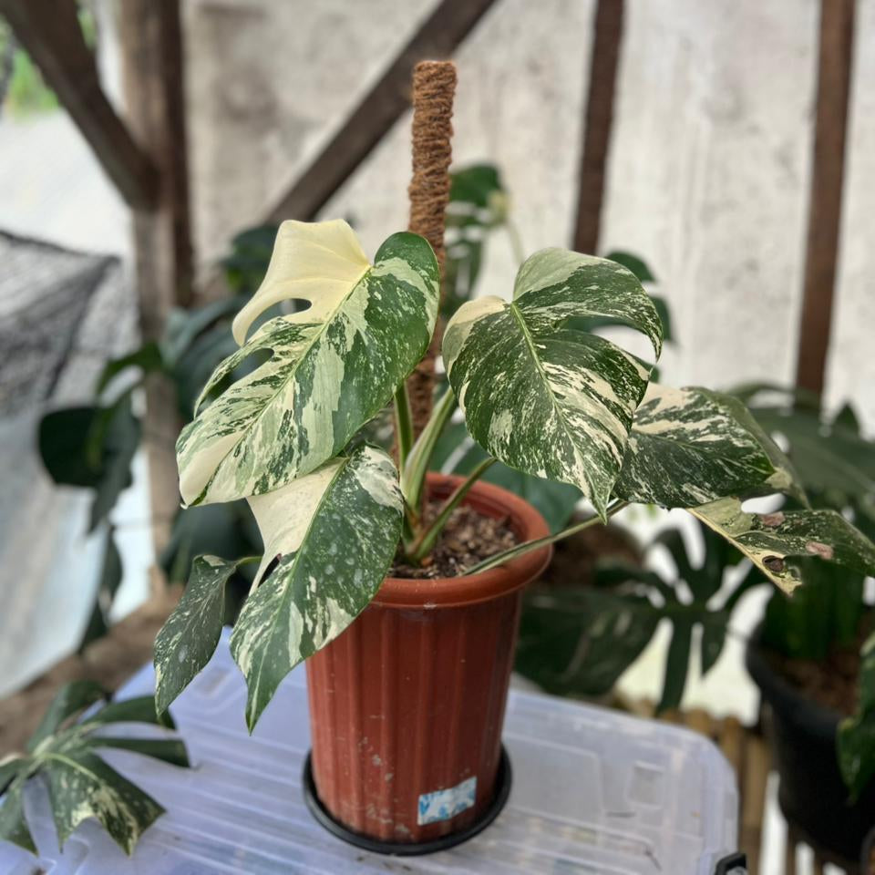 RP59-2 Monstera Albo Variegated