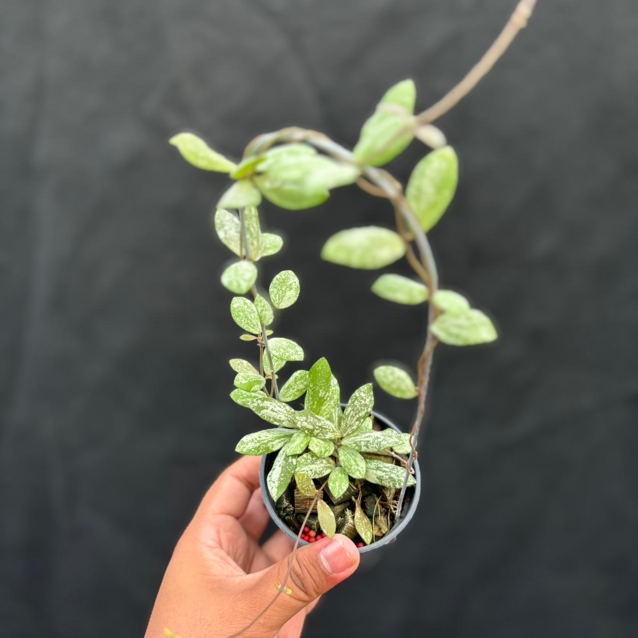 Hoya Aff Puber "High Splash"