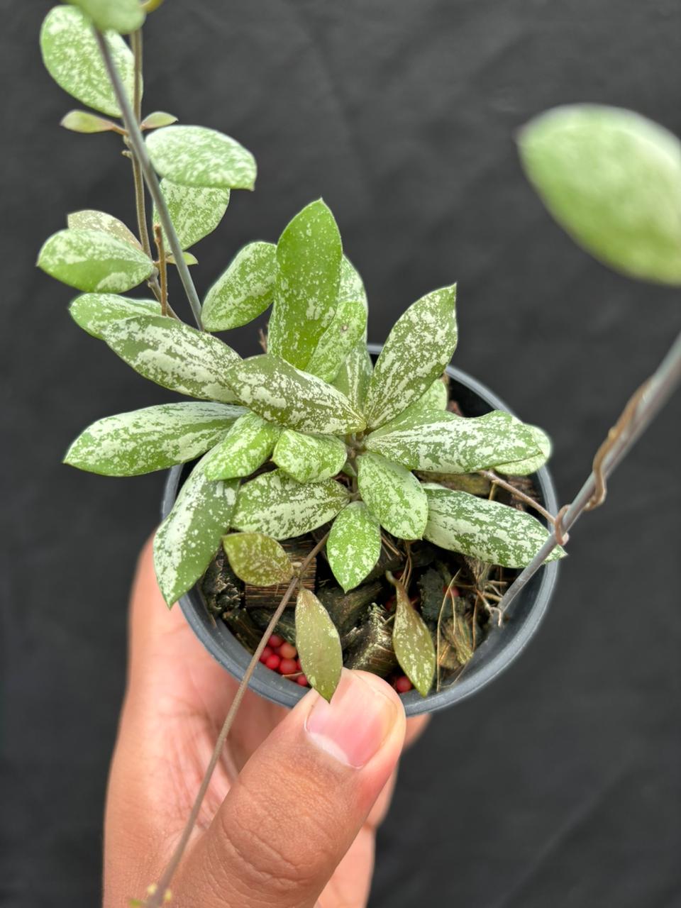 Hoya Aff Puber "High Splash"