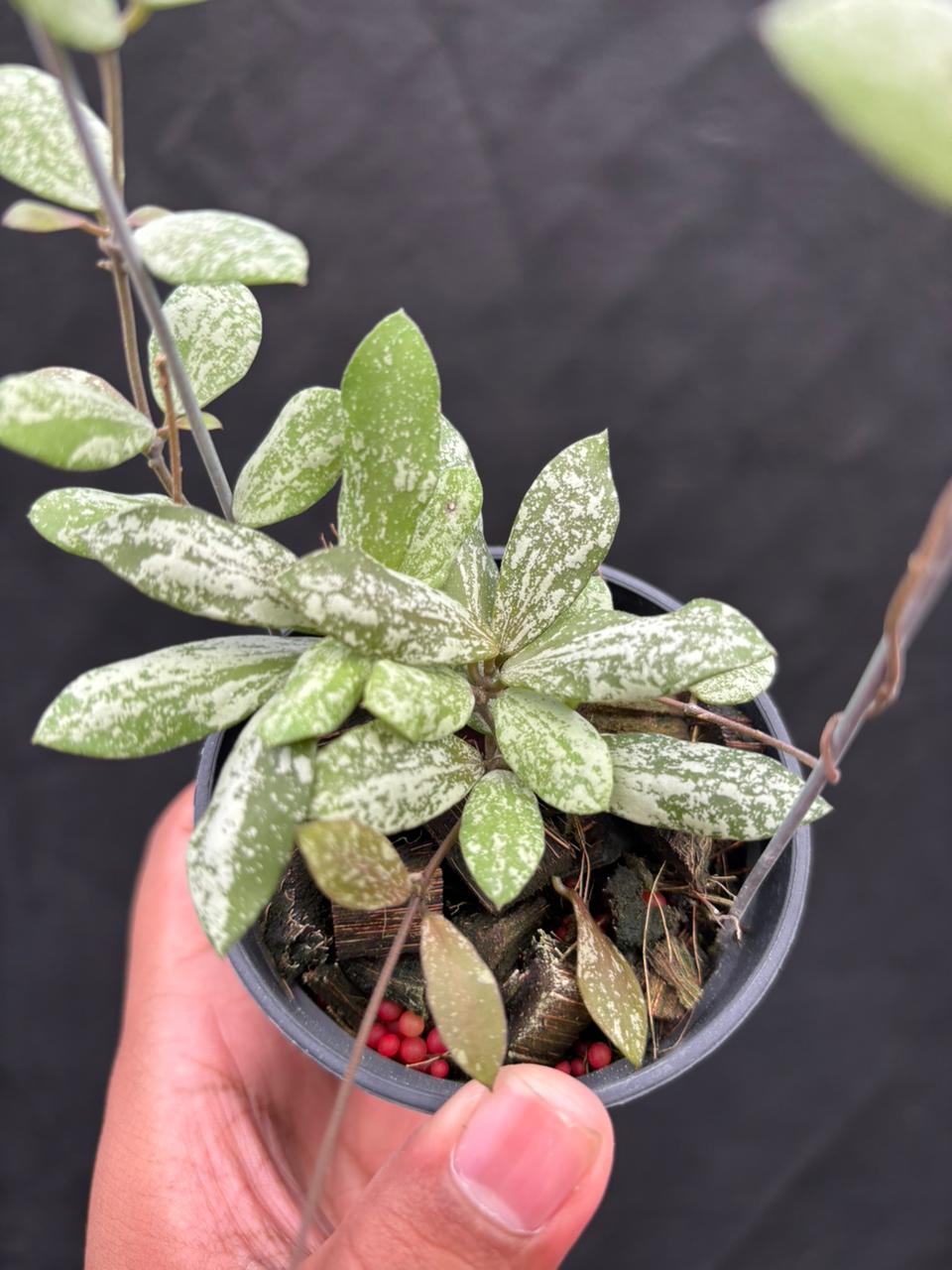 Hoya Aff Puber "High Splash"