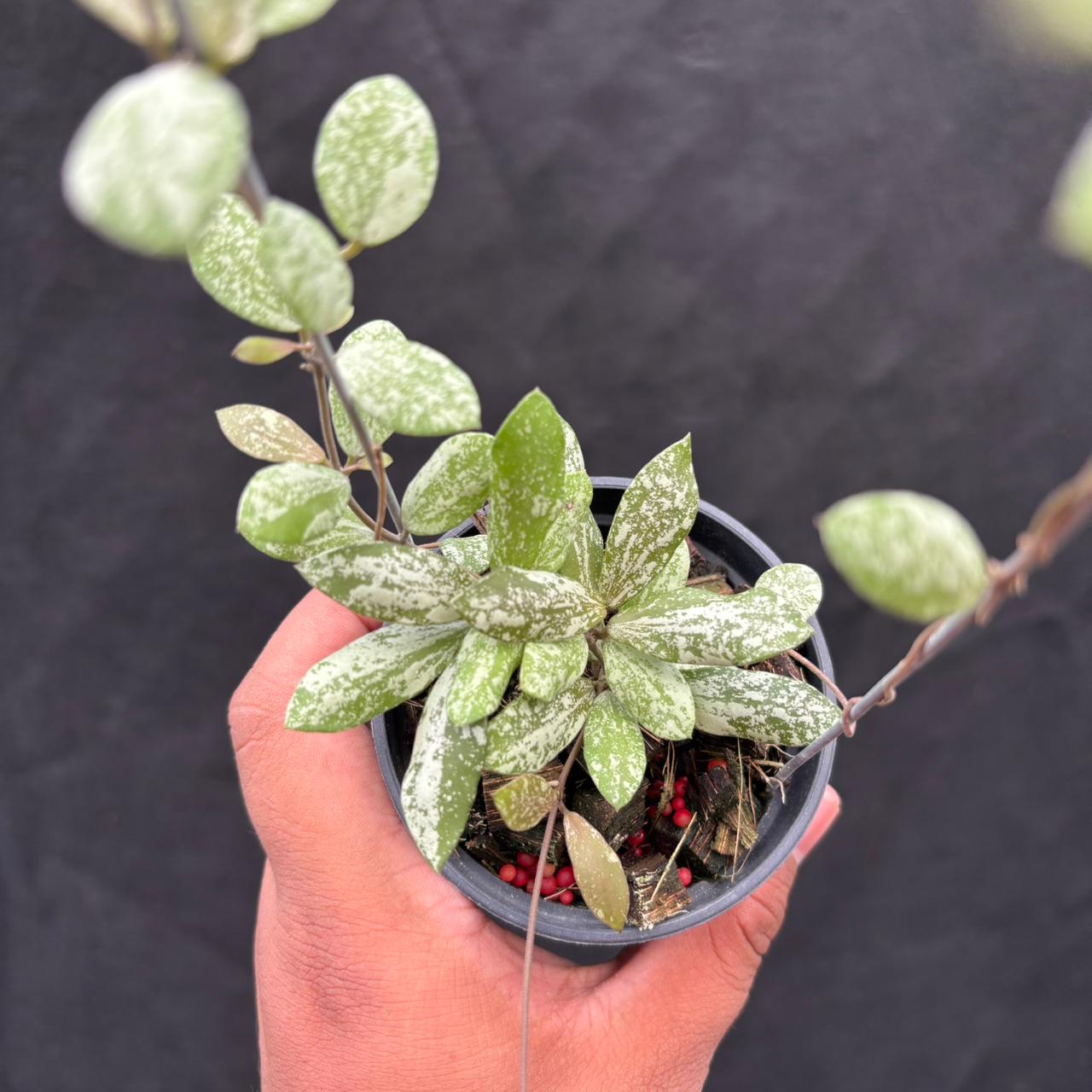 Hoya Aff Puber "High Splash"