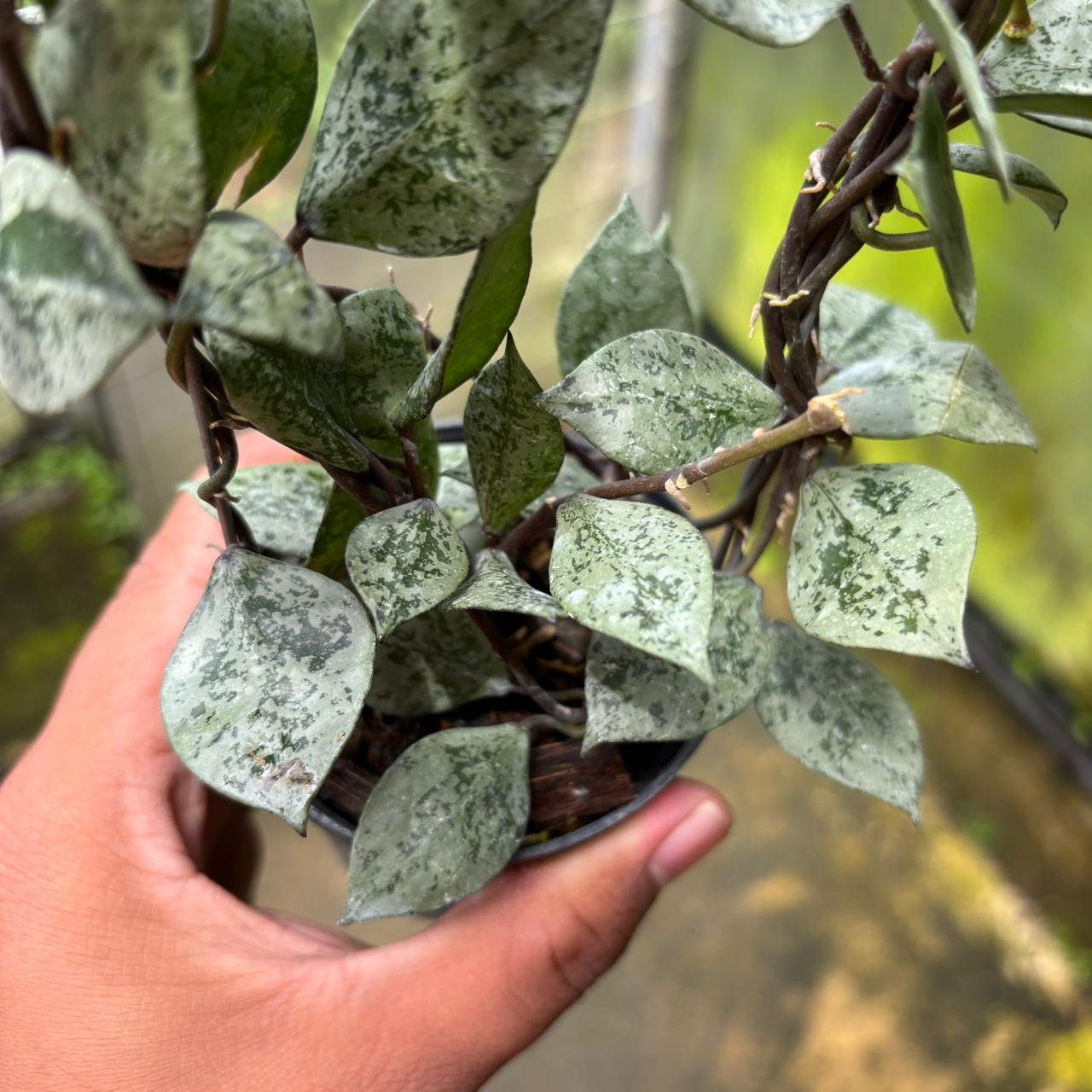 Hoya Lacunosa "Black Aurora"