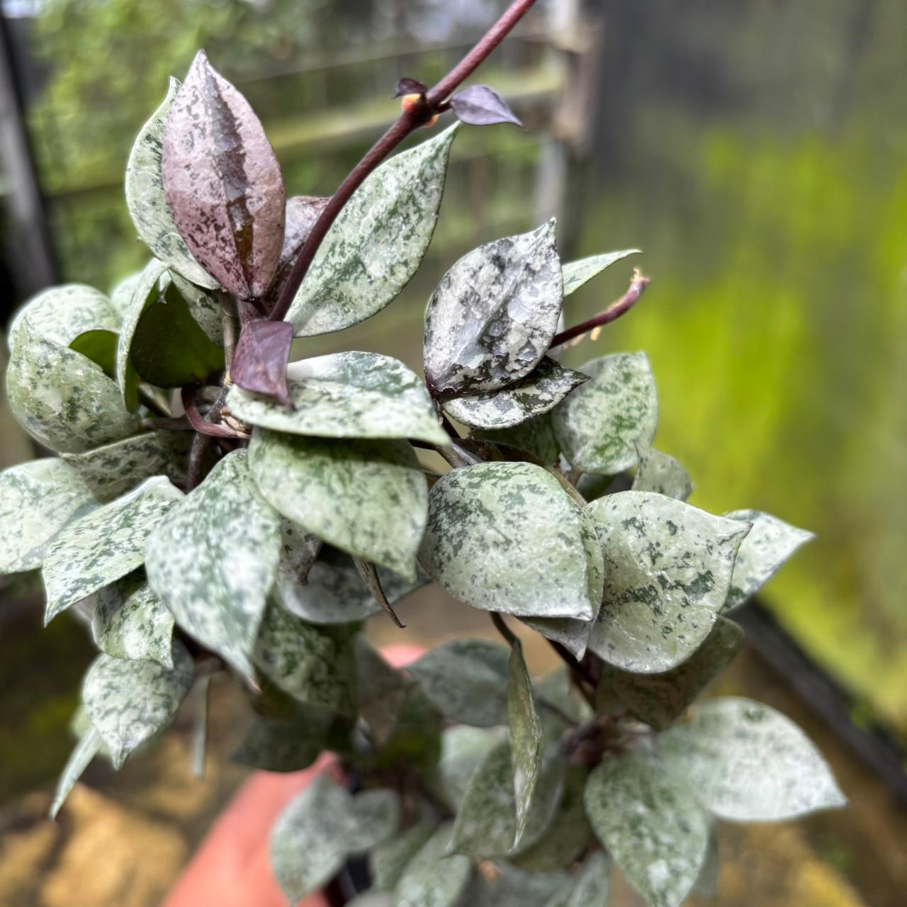 Hoya Lacunosa "Black Aurora"