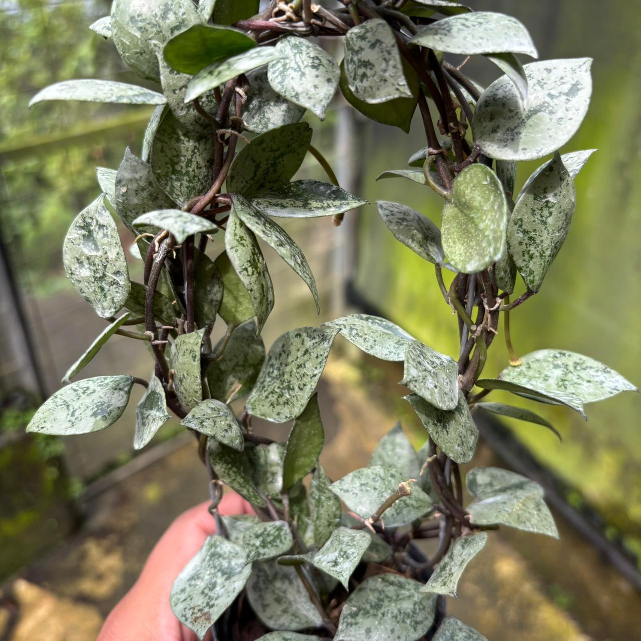 Hoya Lacunosa "Black Aurora"