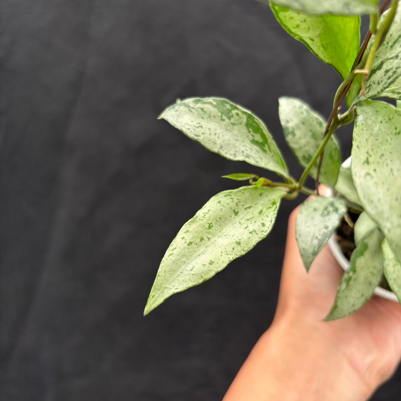 Hoya Lacunosa Middle Silver