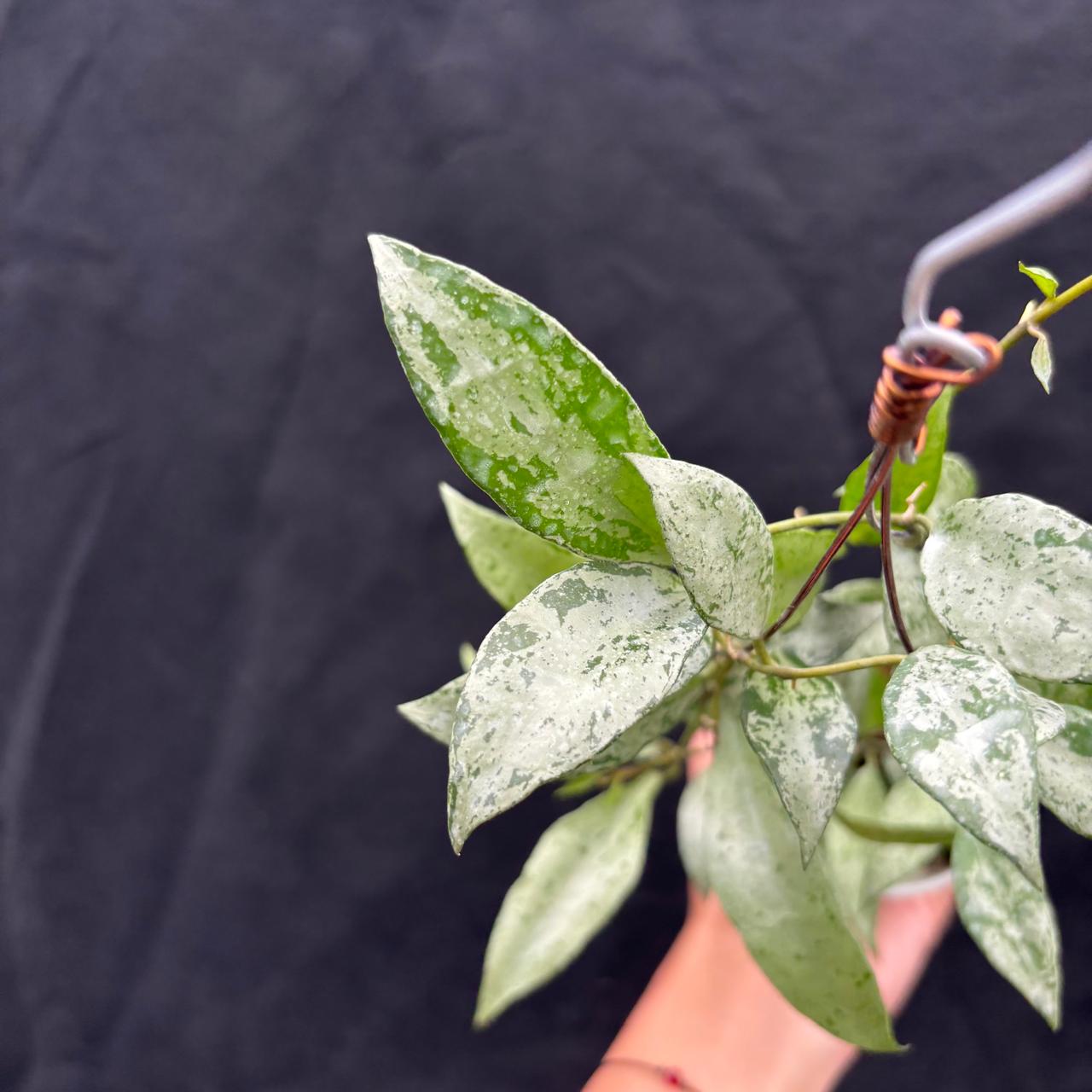 Hoya Lacunosa Middle Silver
