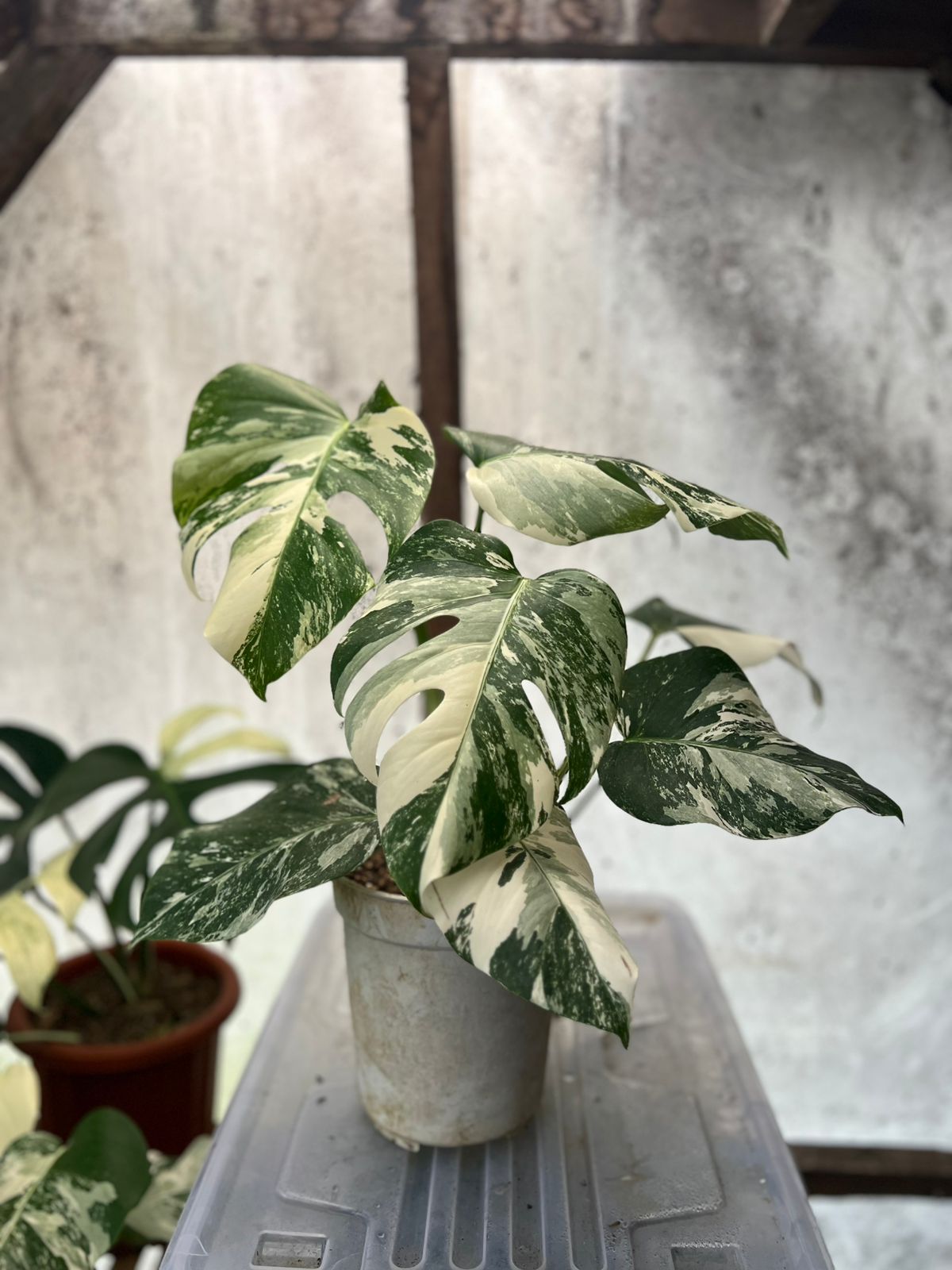 RP87-5 Monstera Albo White Tiger