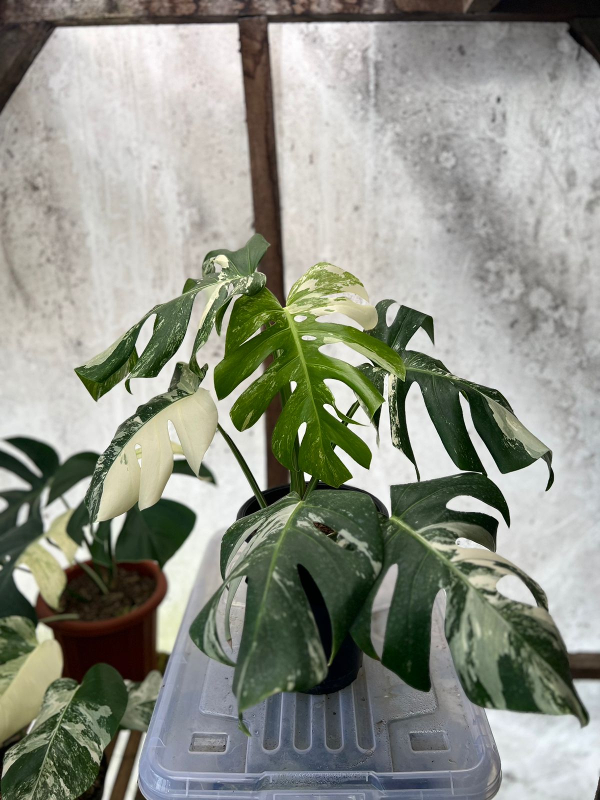 RP88-5 Monstera Albo Variegated