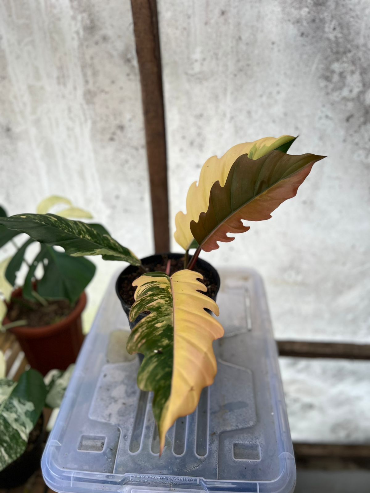 RP94-5 Philodendron Caramel Marble Variegated Mature Size