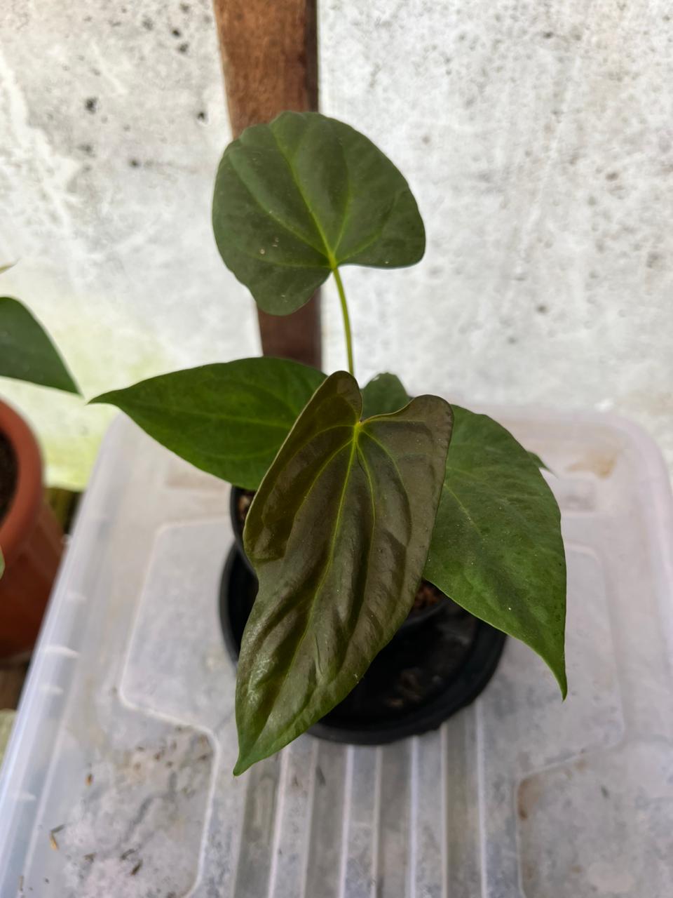 RP95-5 Anthurium Fortsherman Seed