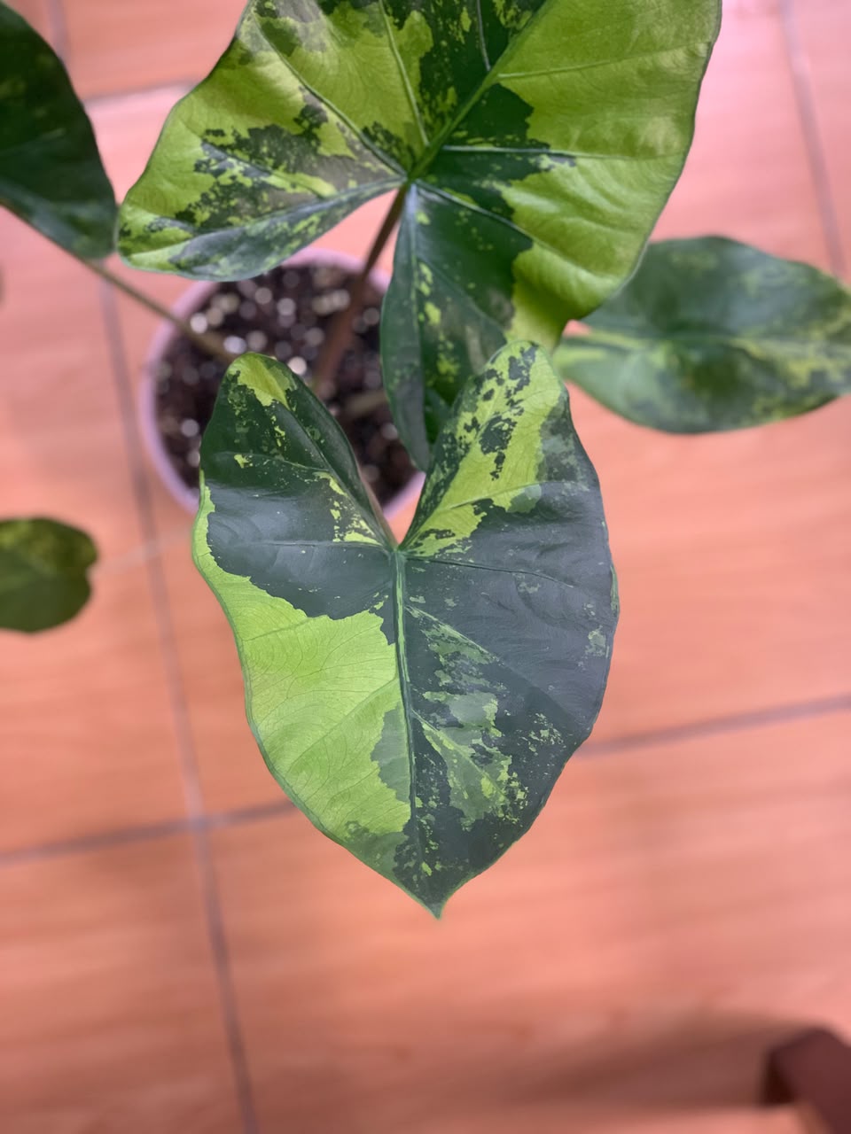 RP105-6 Alocasia Flemingiana Variegated Big Size