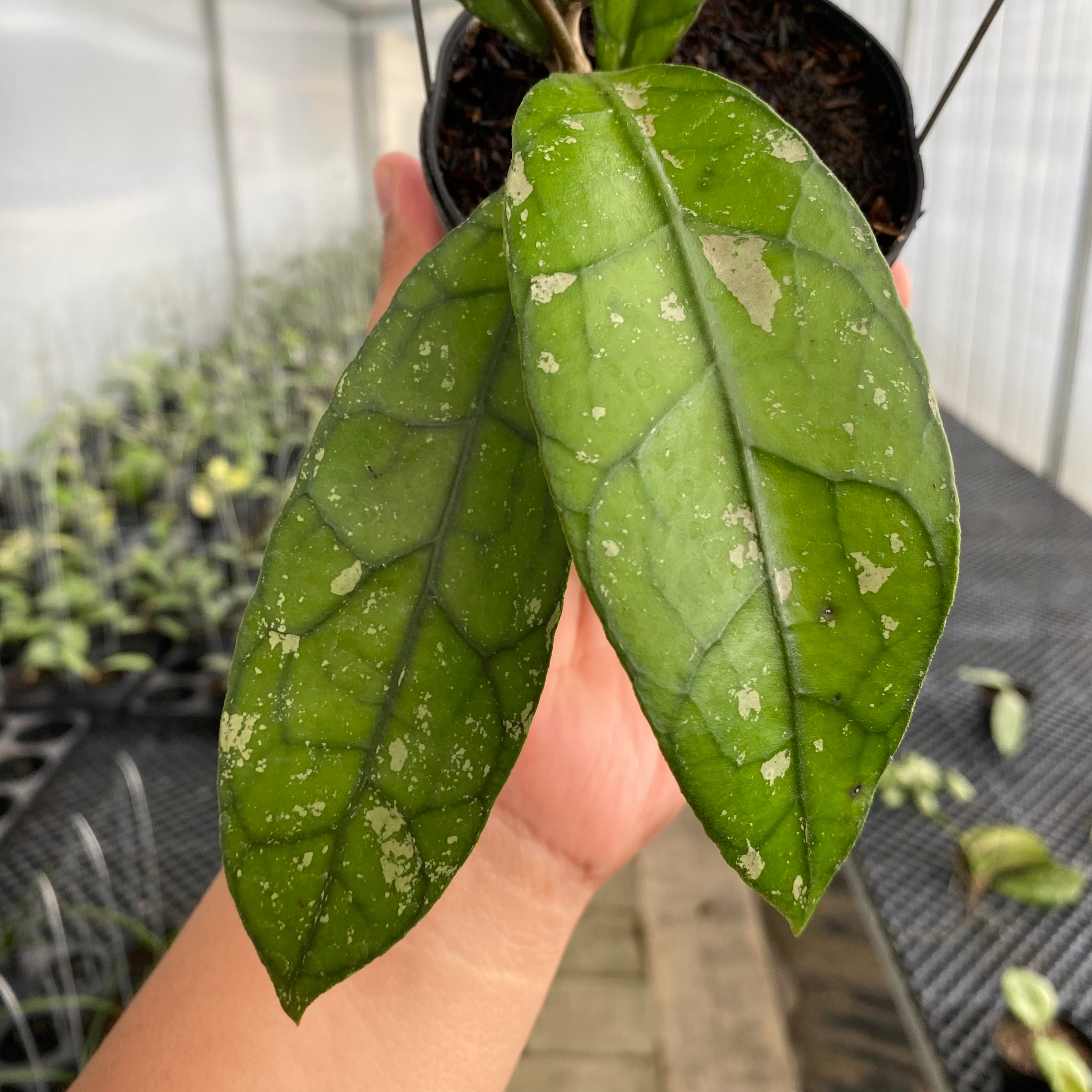 RP31-5 Hoya Clemensiorum Splash