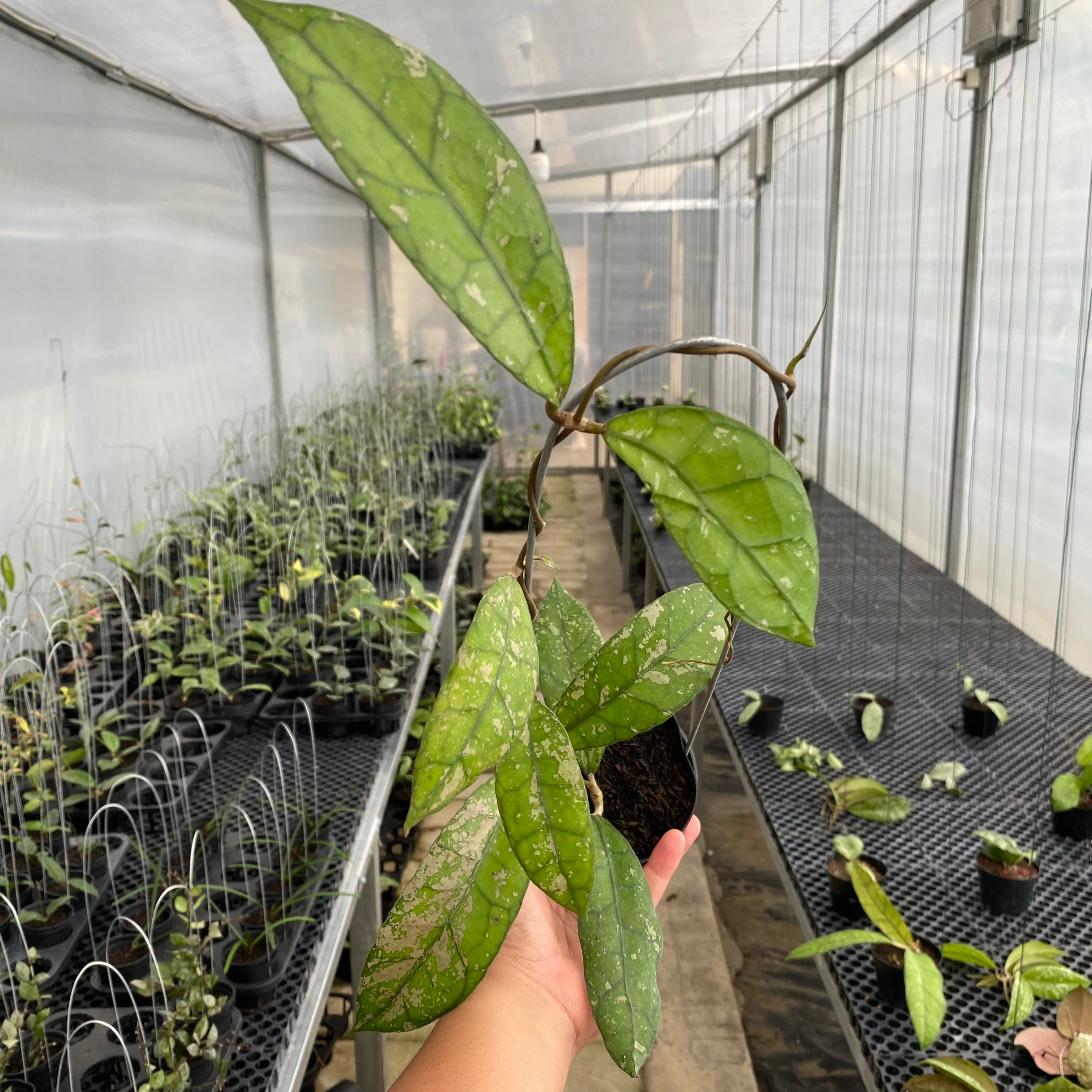 RP33-5 Hoya Clemensiorum Splash