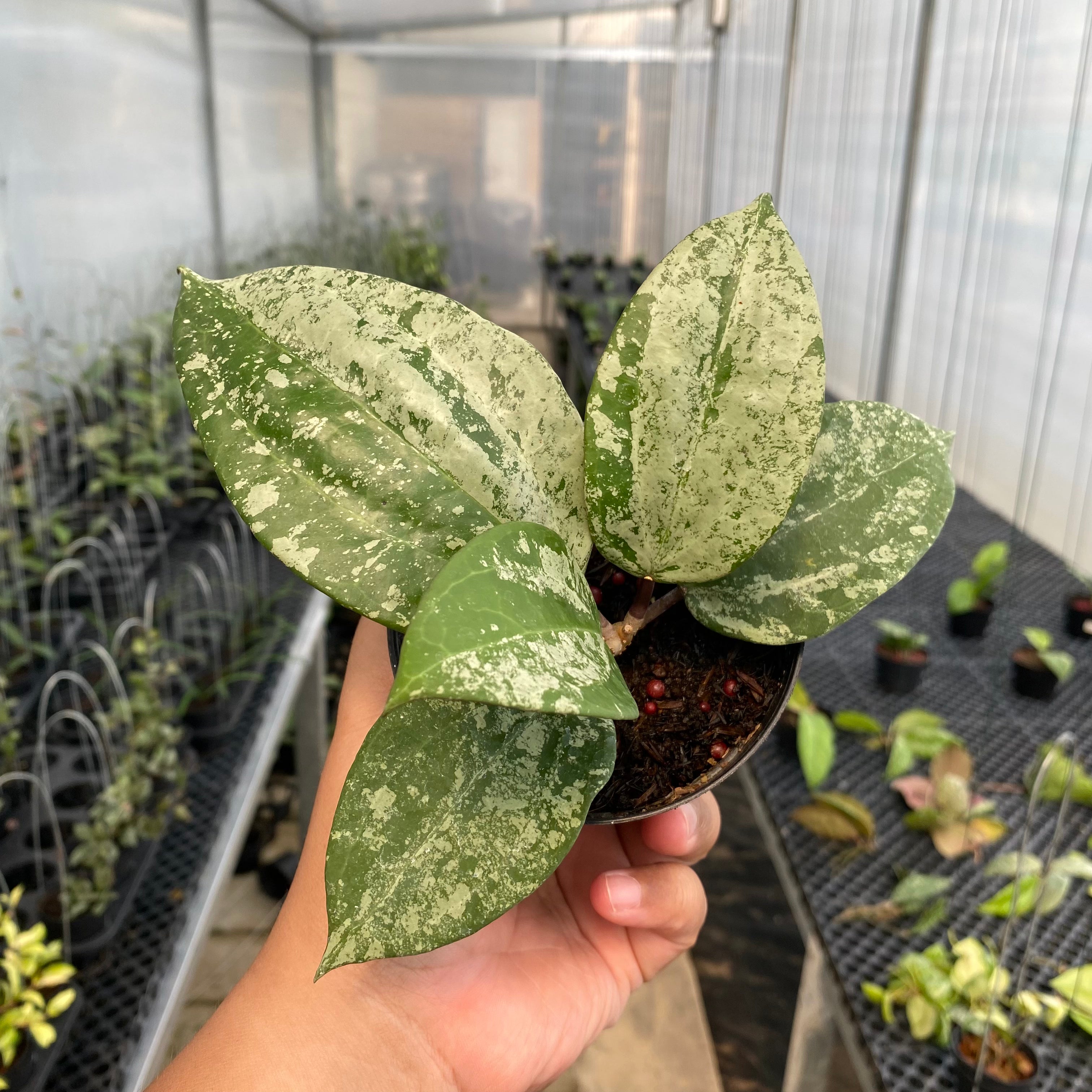 RP35-5 Hoya Latifolia MRH