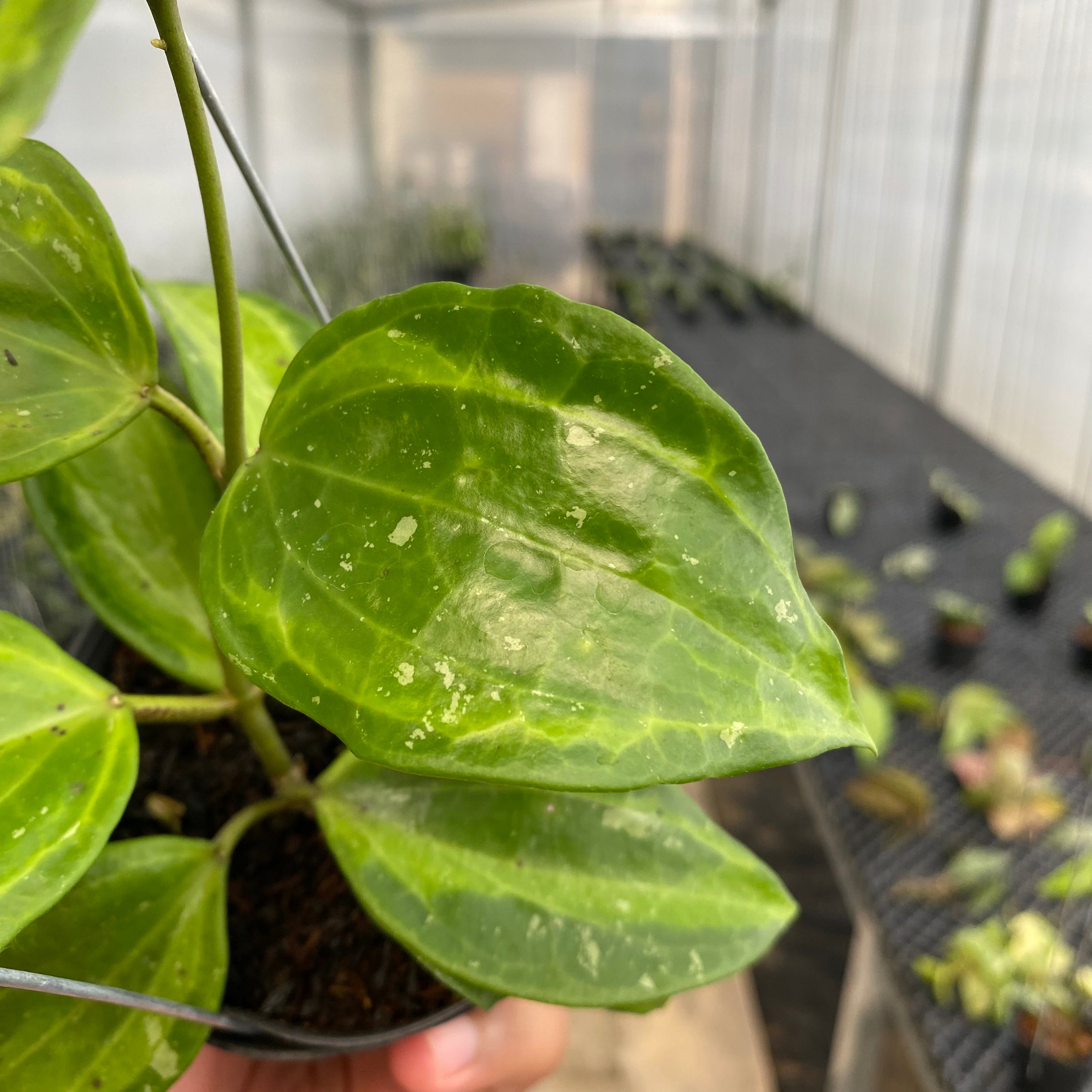 RP37-5 Hoya Latifolia Baibua
