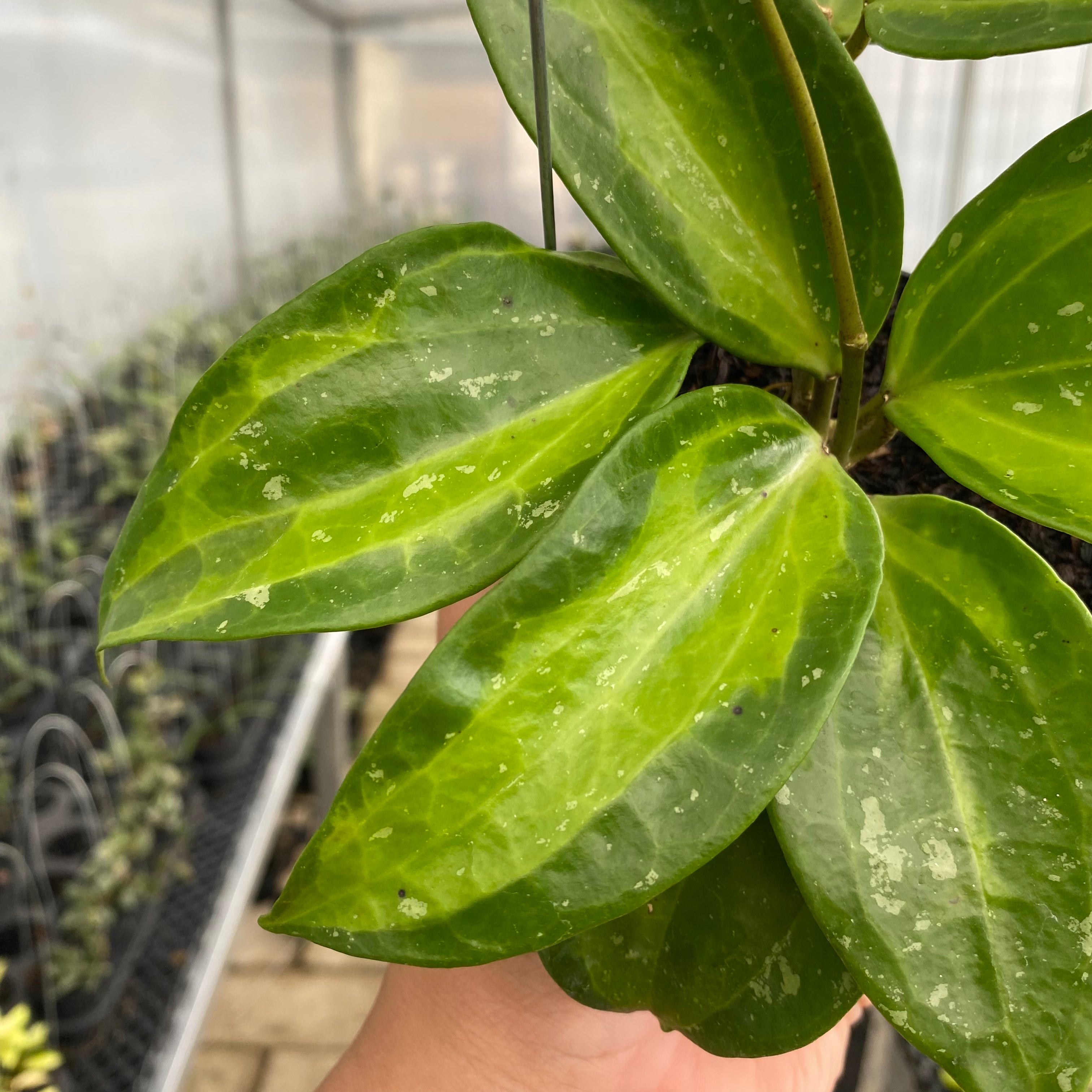 RP40-5 Hoya Latifolia Baibua