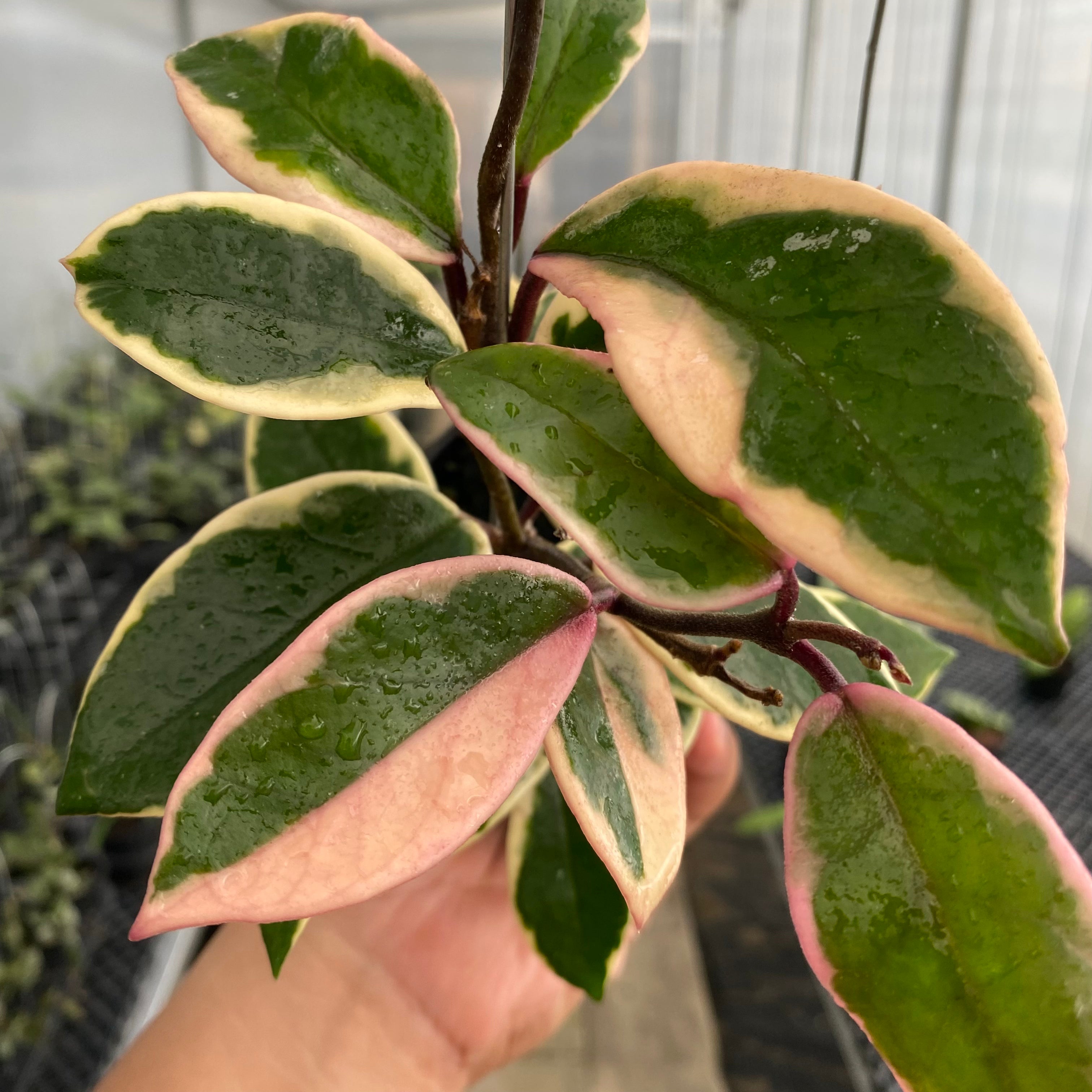 RP46-5 Hoya Carnosa Flamingo Dreams