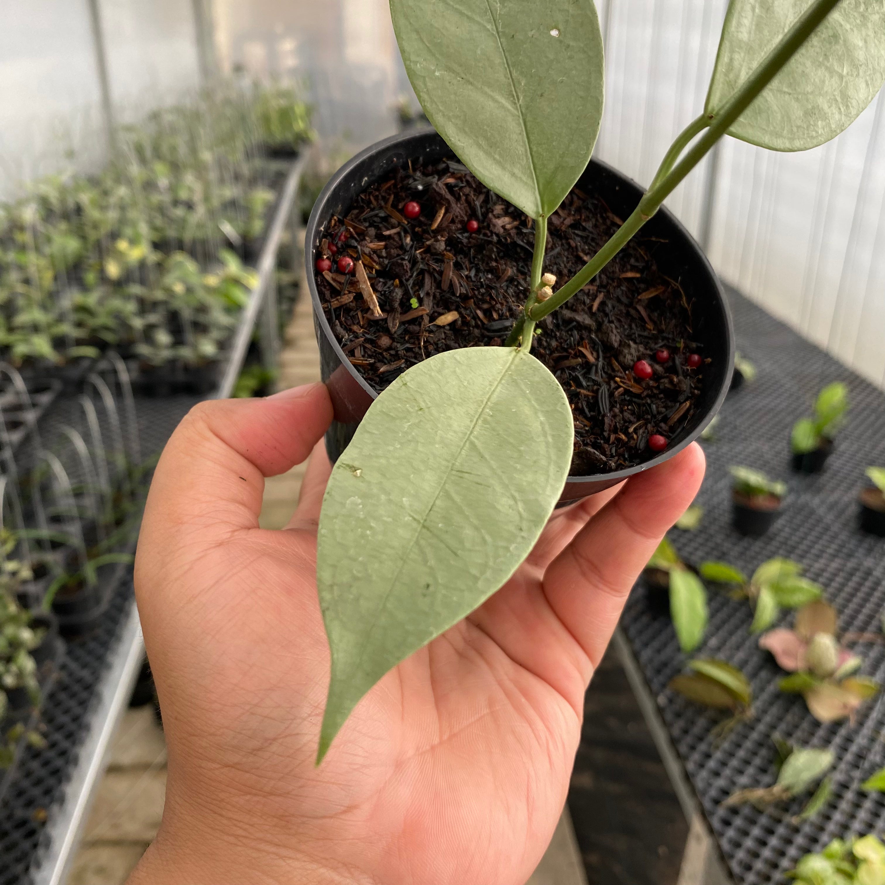 RP49-5 Hoya Coriacea Silver