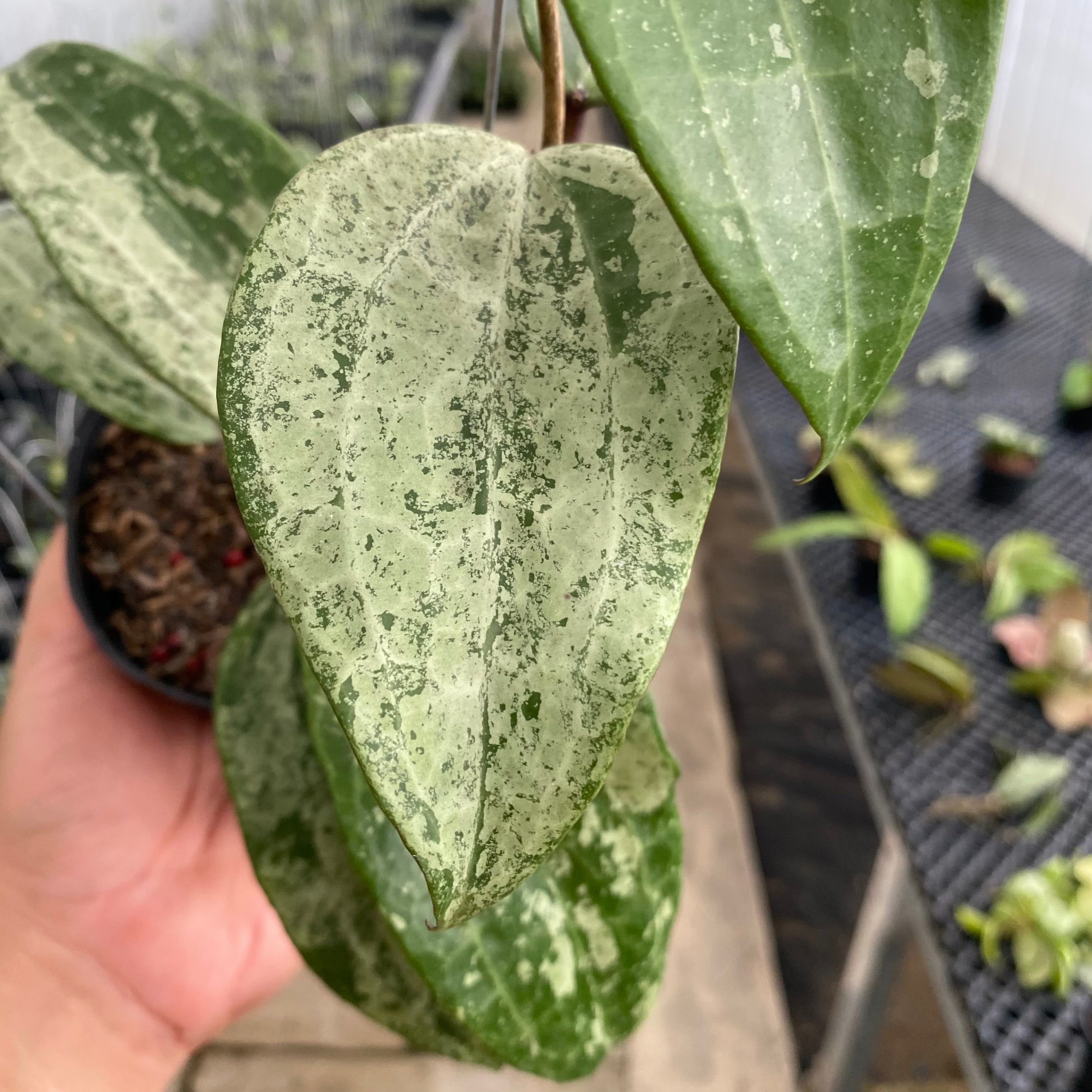 RP51-5 Hoya Macrophylla Silver