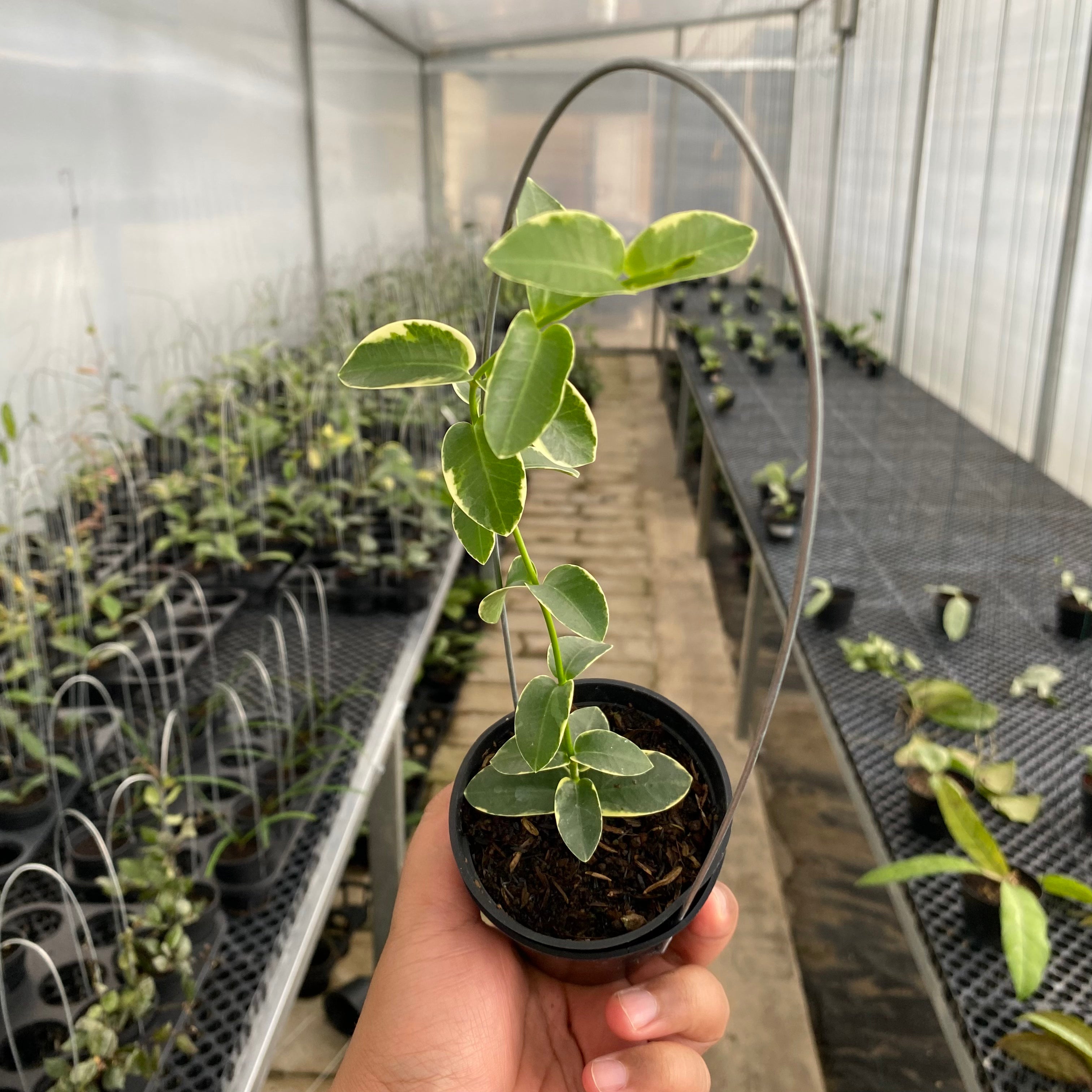 RP52-5 Hoya Cumingiana Albomarginata