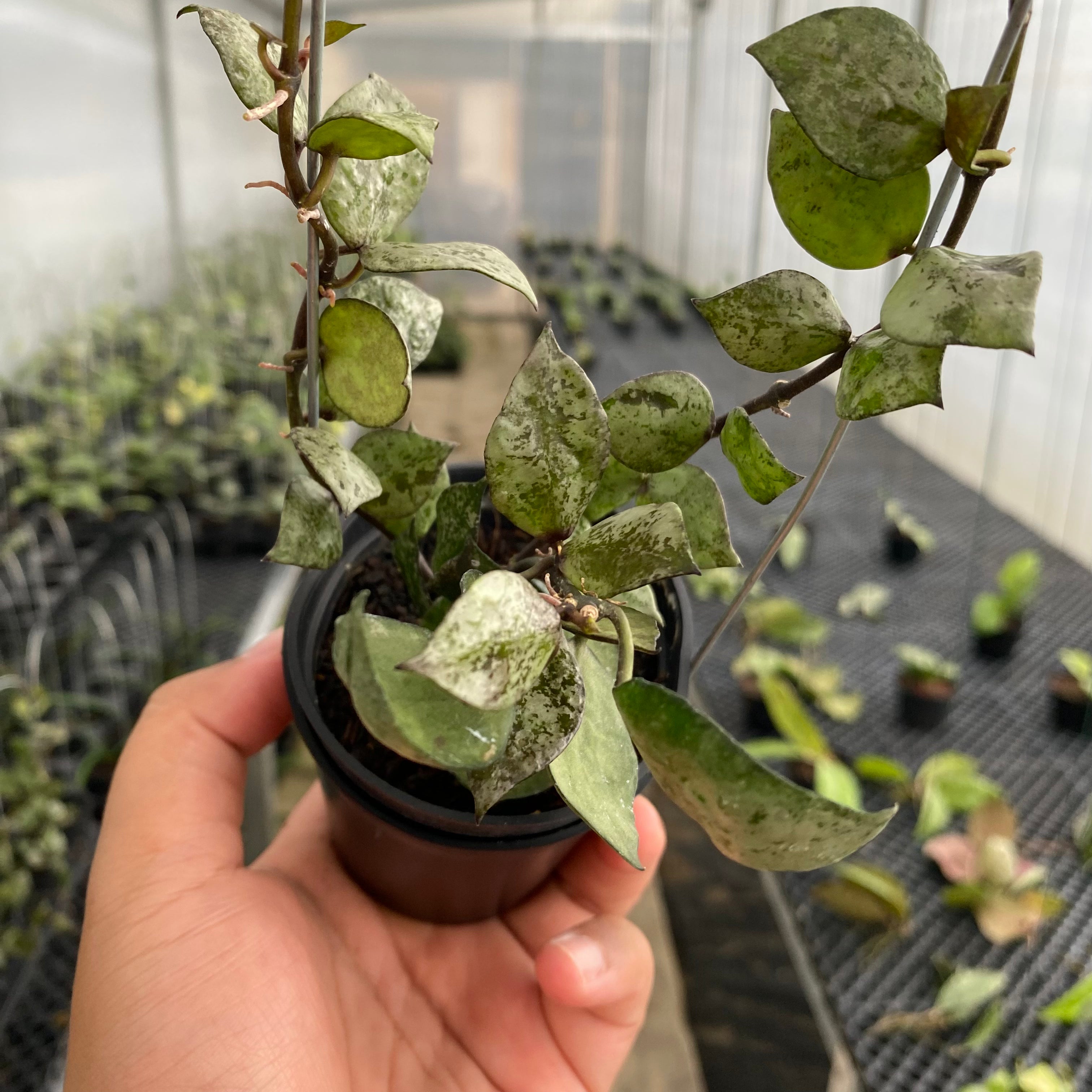 RP53-5 Hoya Lacunosa Black Aurora