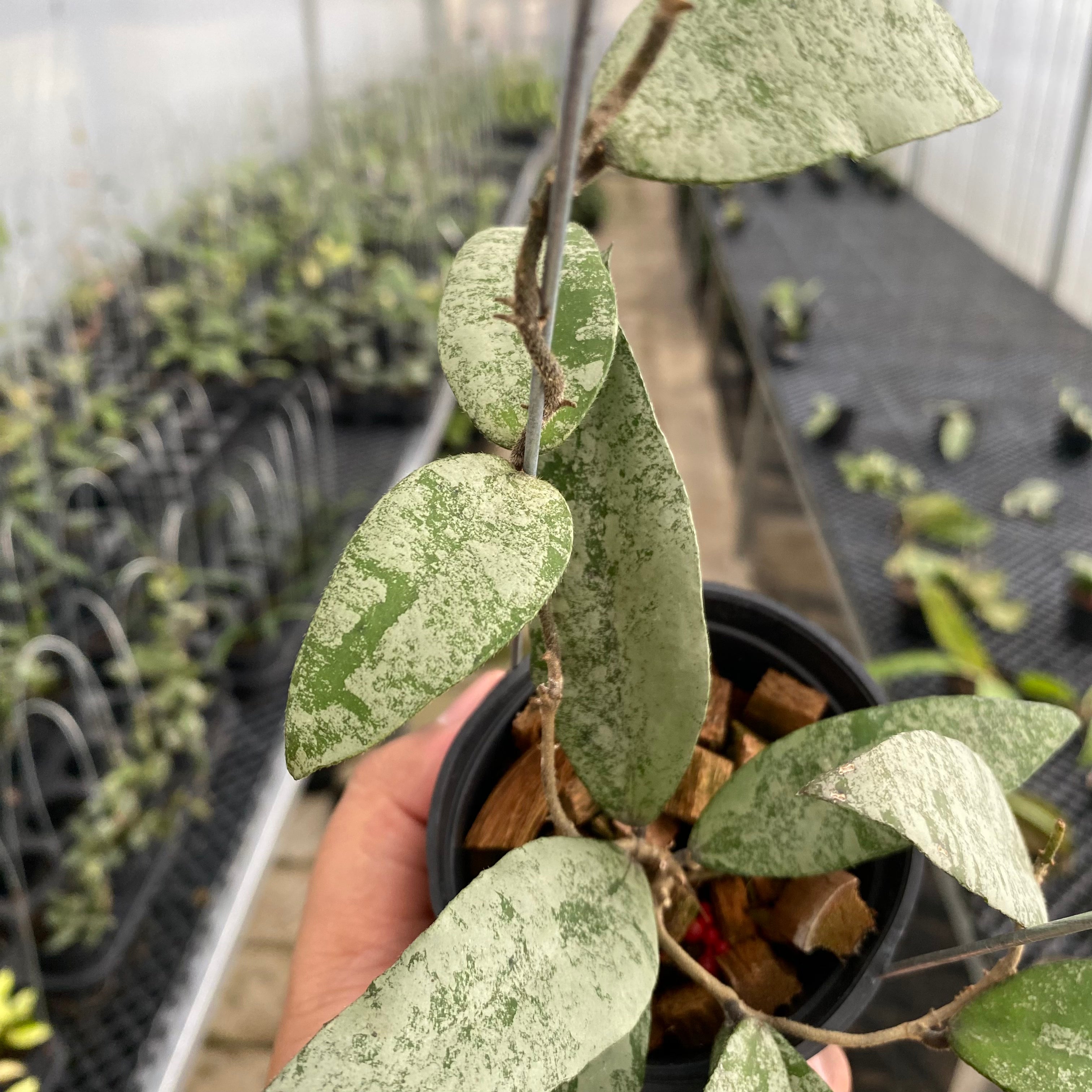 RP54-5 Hoya Flagellata Silver