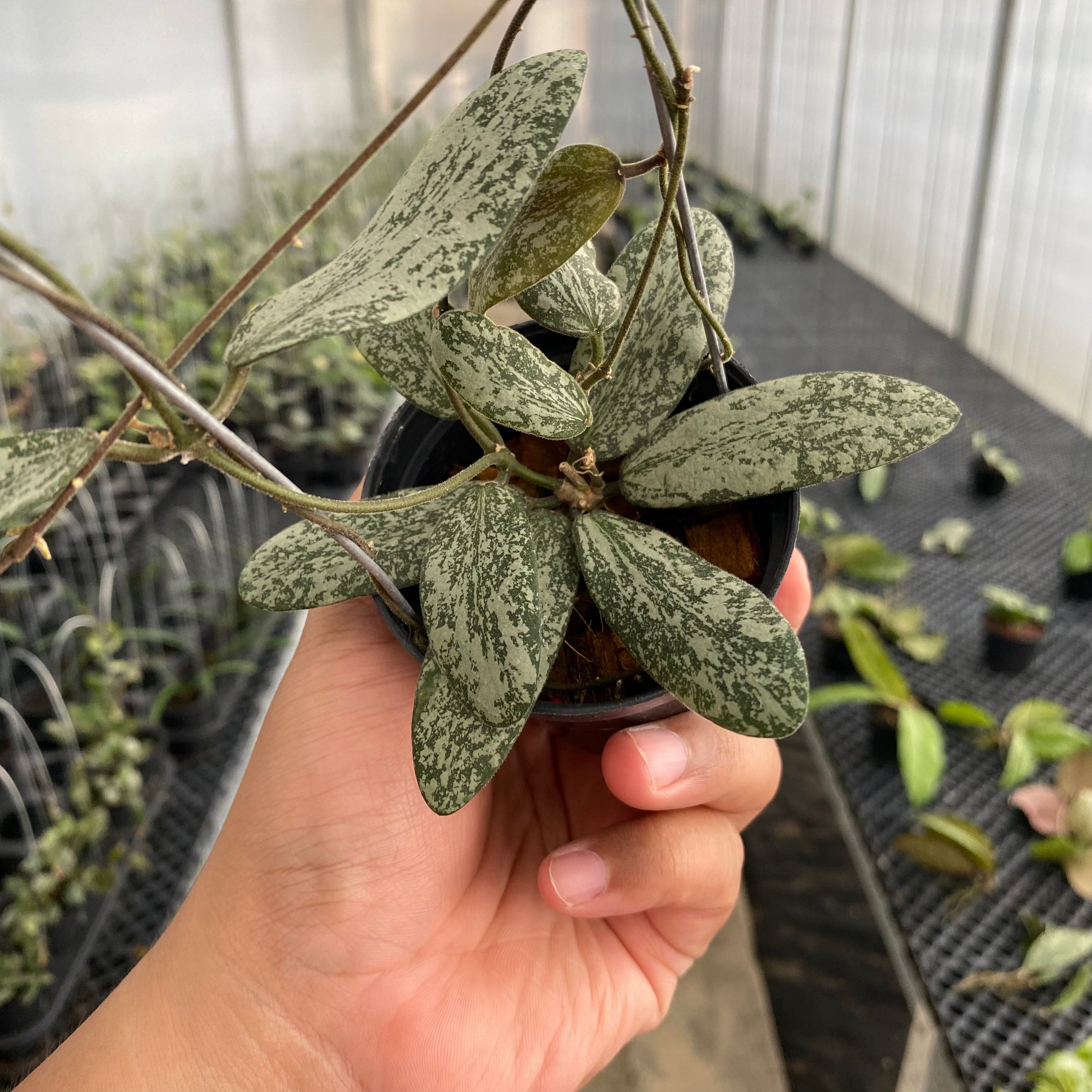 RP55-5 Hoya Sigillatis Silver SP Borneo