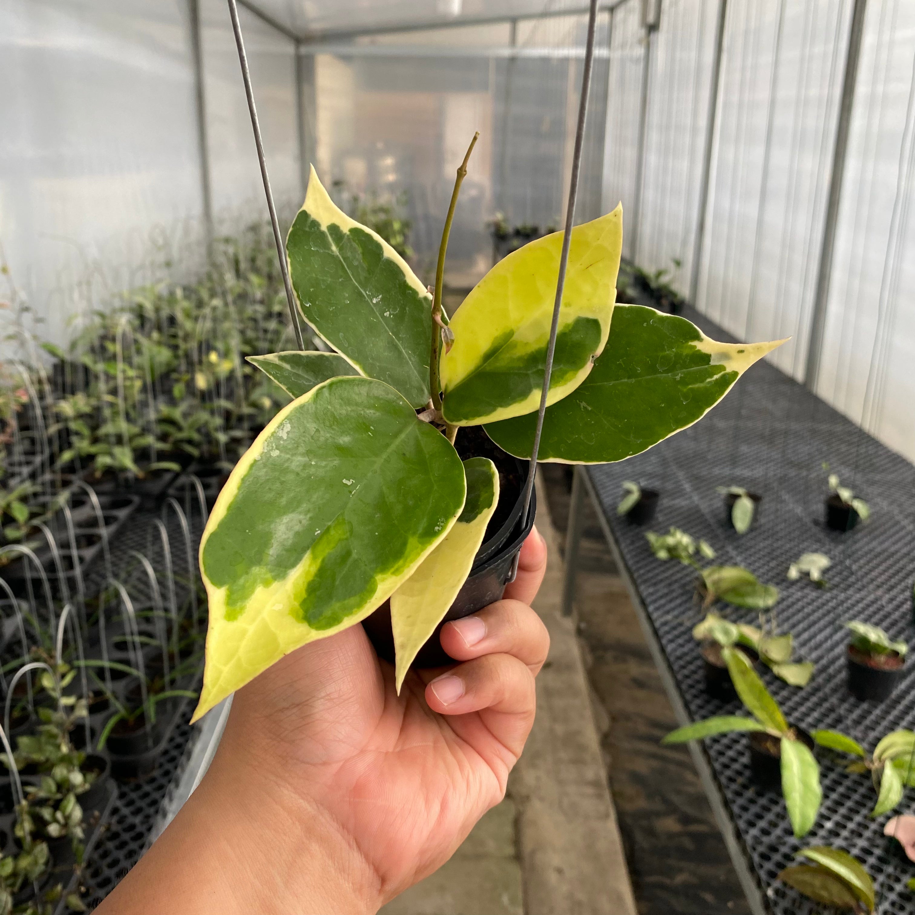 RP57-5 Hoya Verticillata SP Panglai Albomarginata