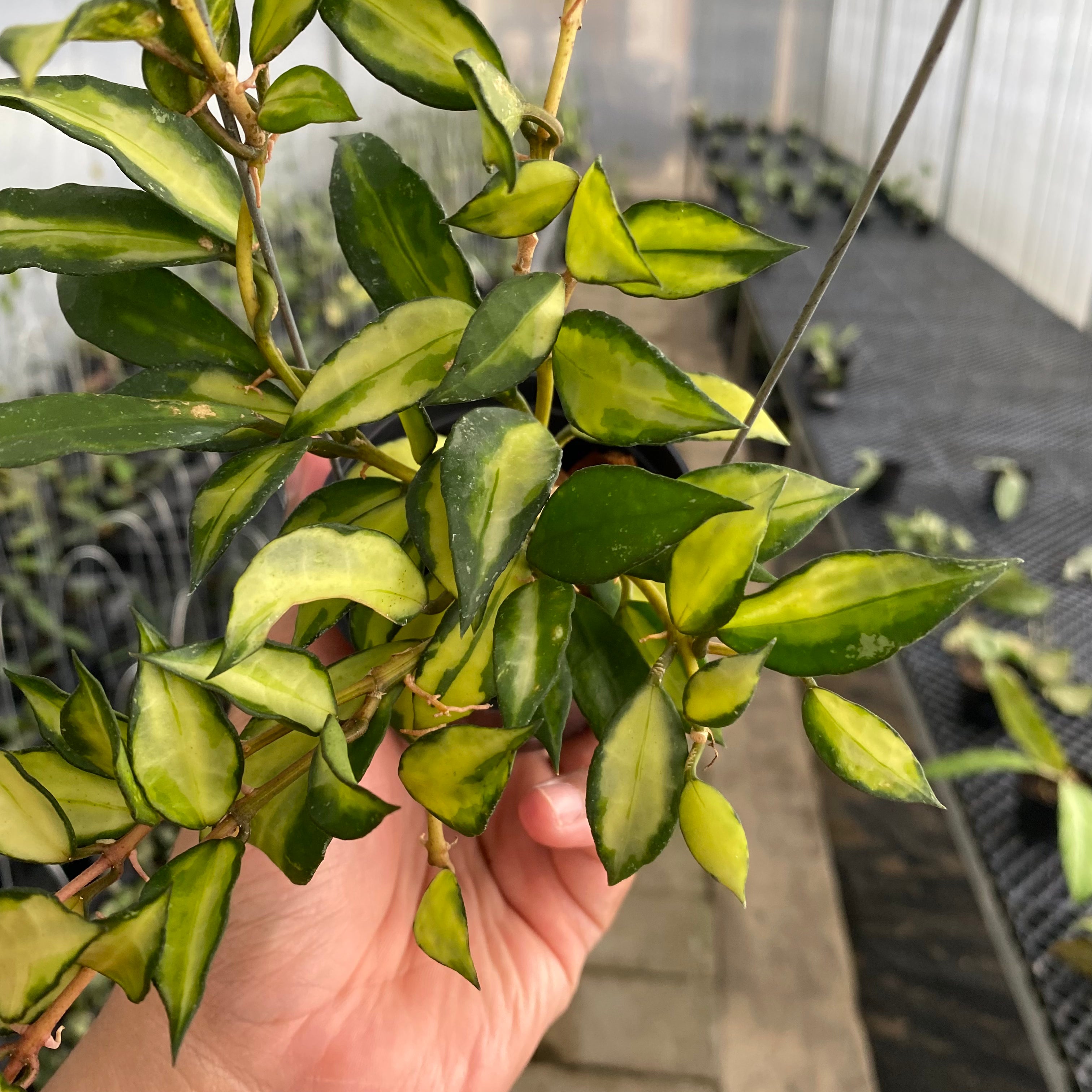 RP58-5 Hoya Lacunosa Agni