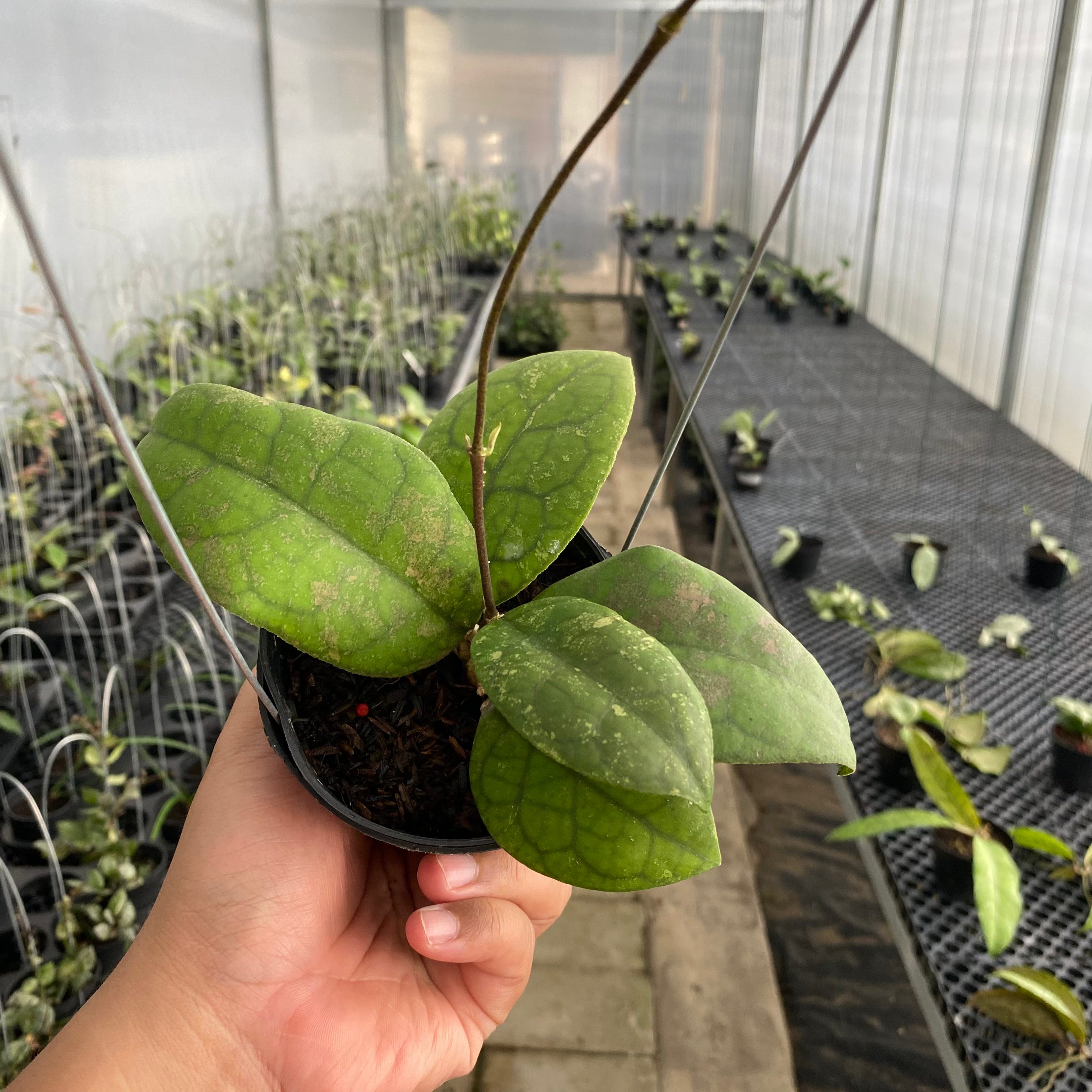 RP61-5 Hoya SP Bengkulu Round Leaf
