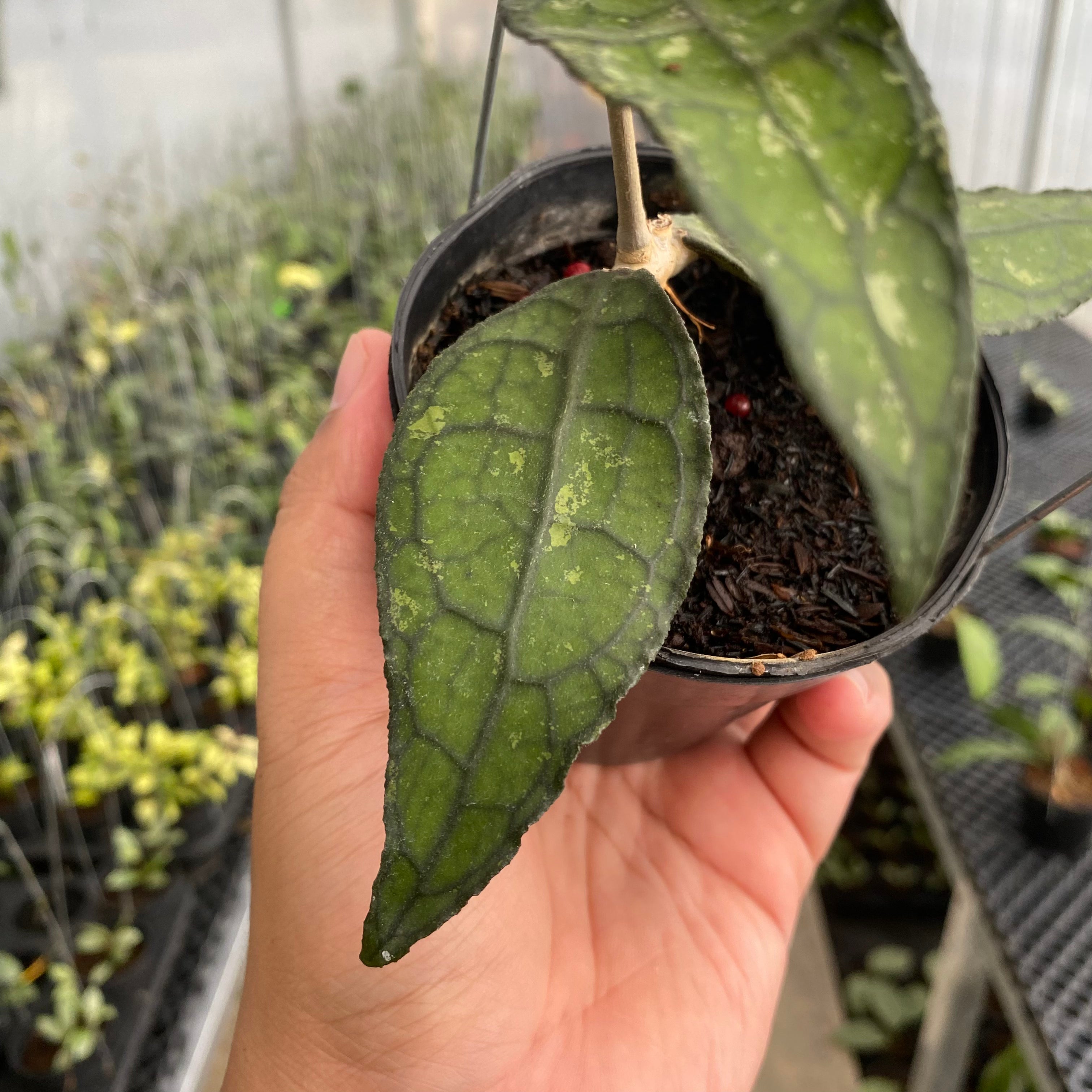 RP69-5 Hoya Clemensiorum SP Borneo