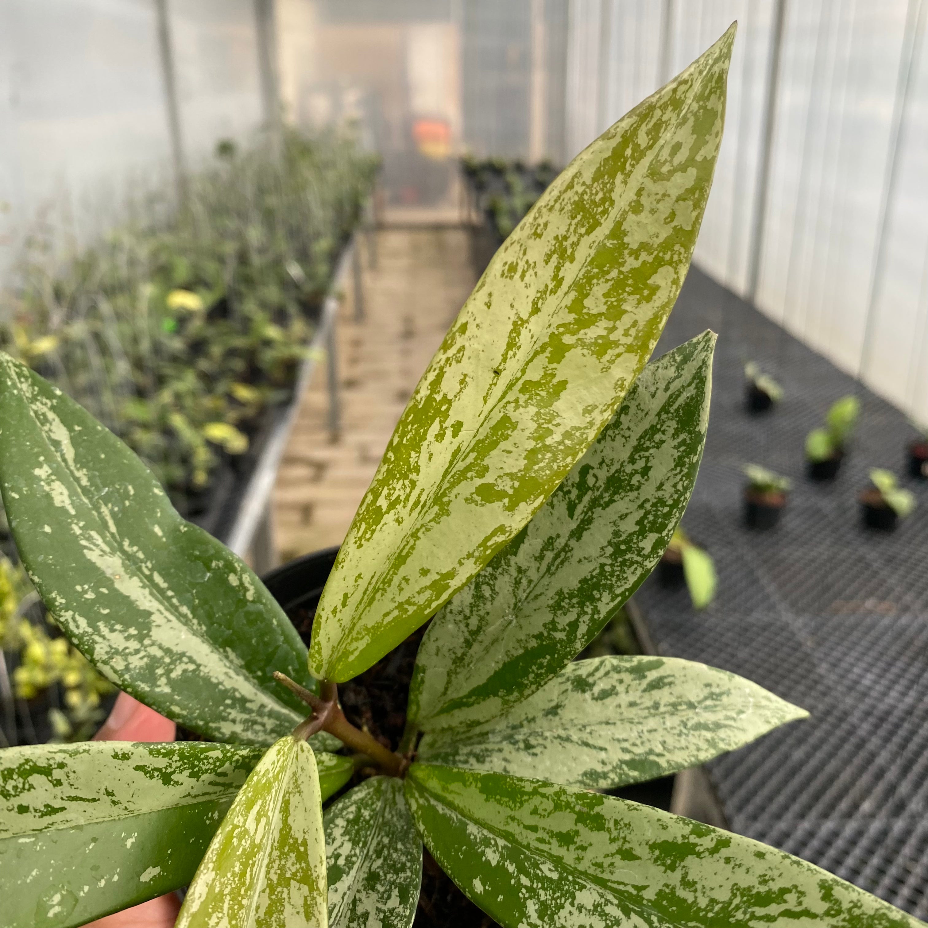 RP76-5 Hoya Pubicalyx High Splash