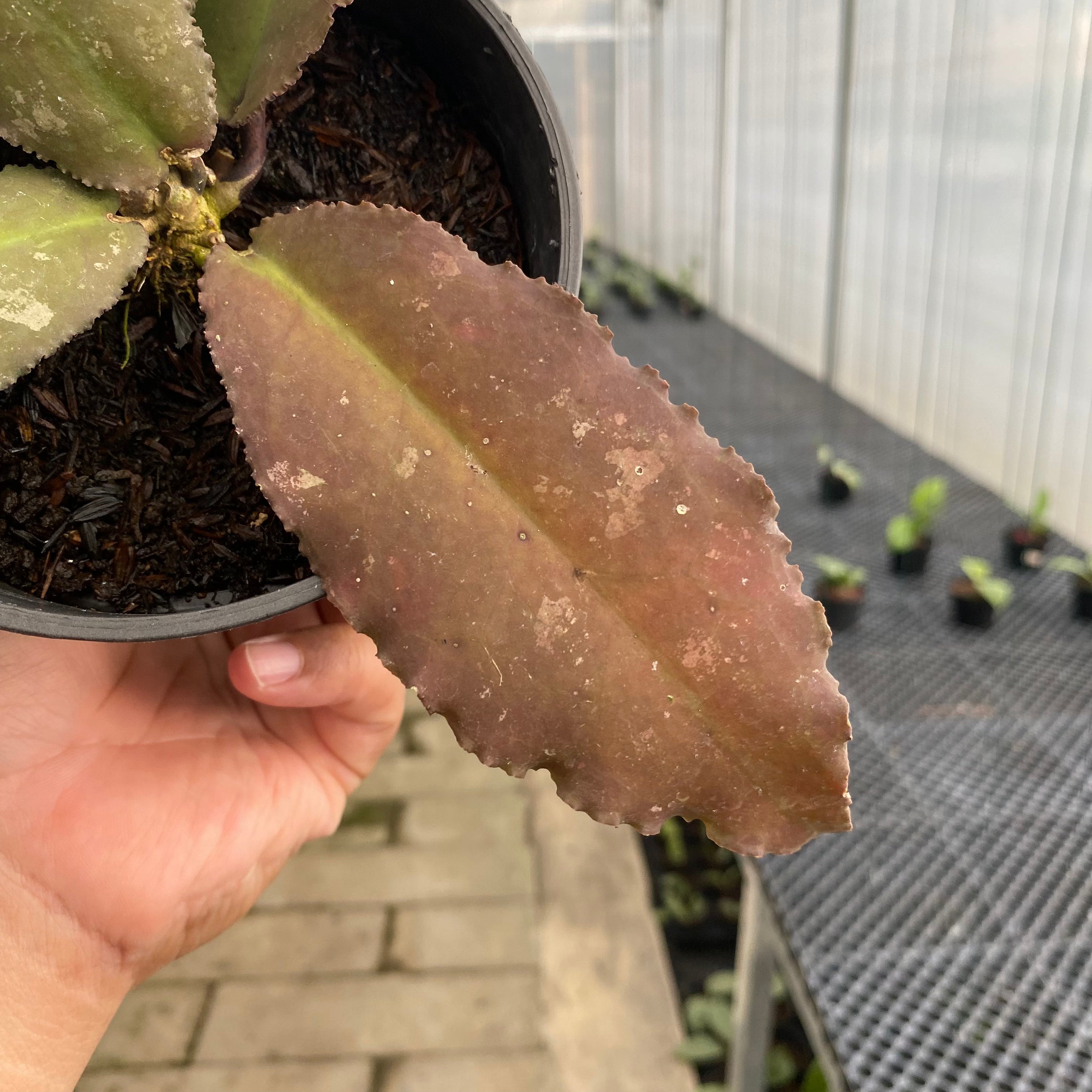 RP78-5 Hoya Undulata Red