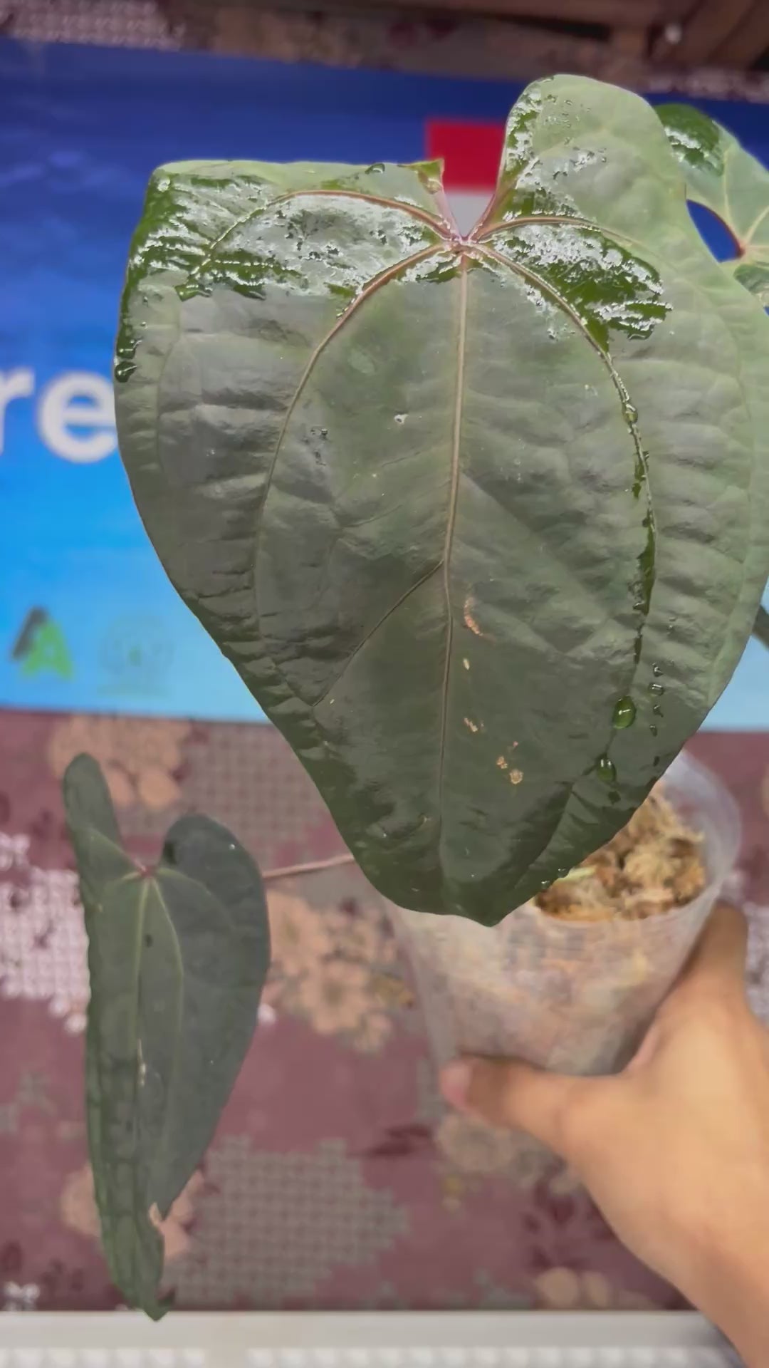 A701 Anthurium Ace Of Spades x Red Velvet Dark Phoenix