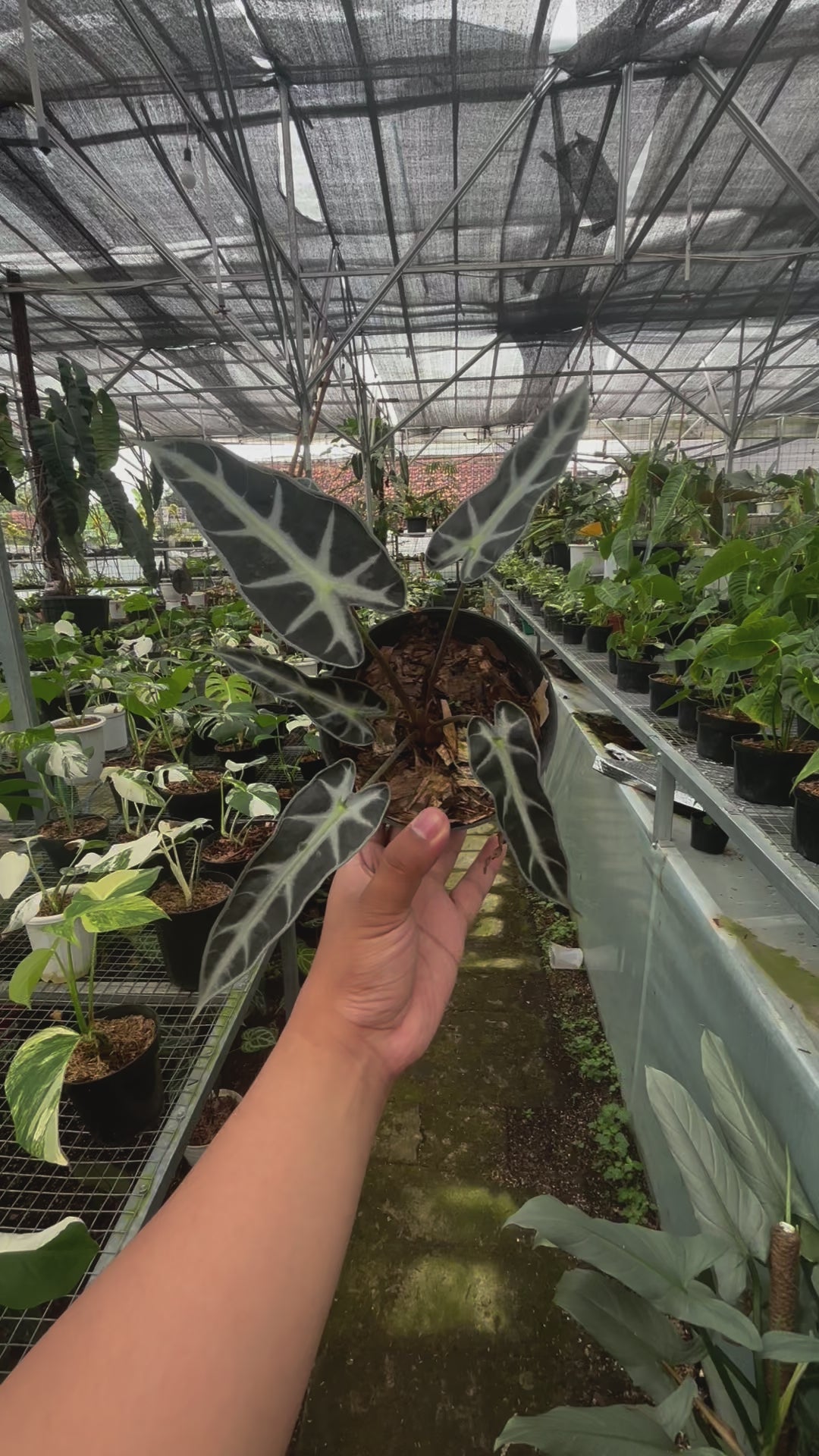 Alocasia Bambino