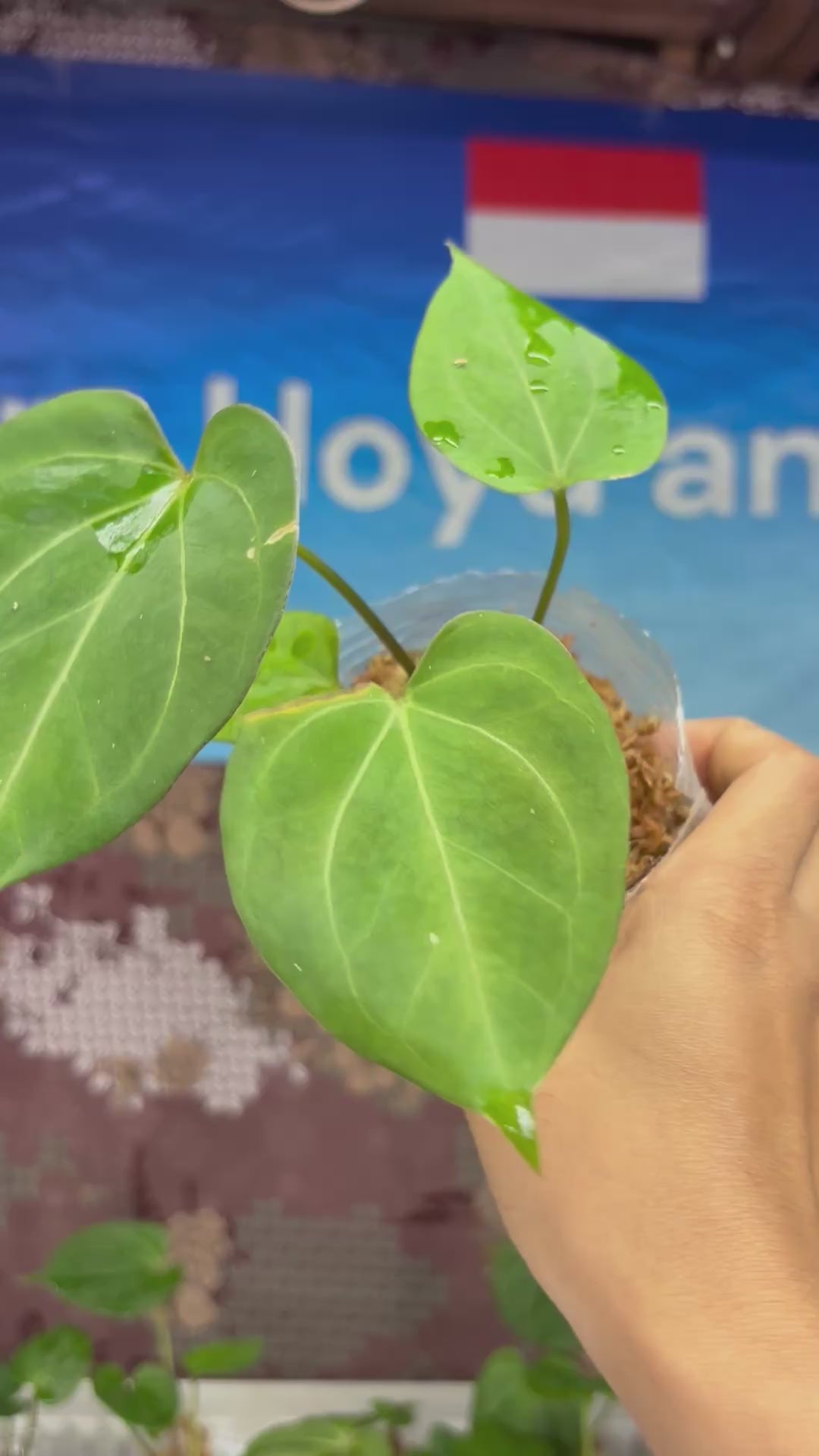 A813 Anthurium King Of Spades